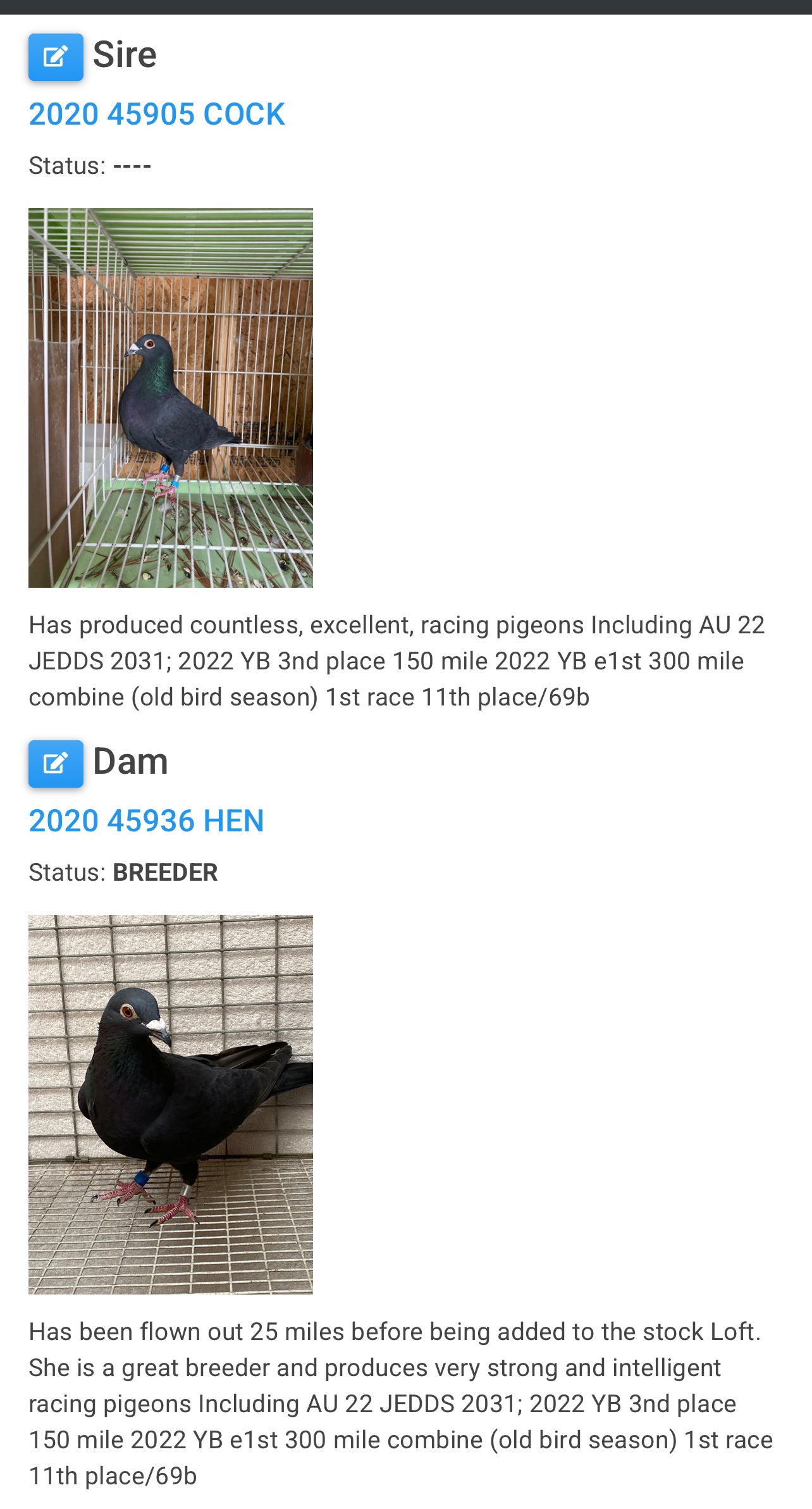 2025 Black Eagle Pigeon "GRPC 5633”