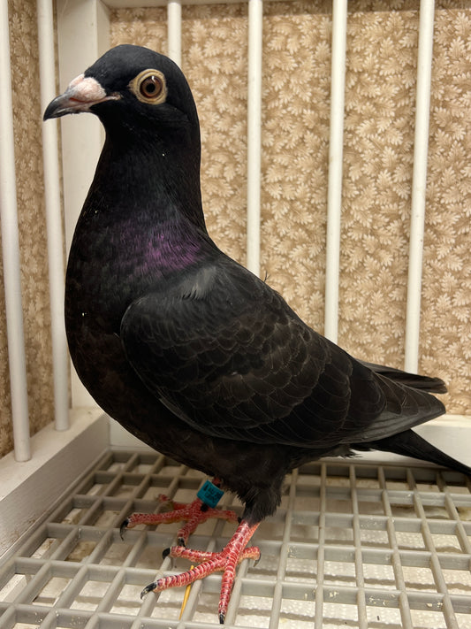 2025 Black Eagle Pigeon "GRPC 5633”