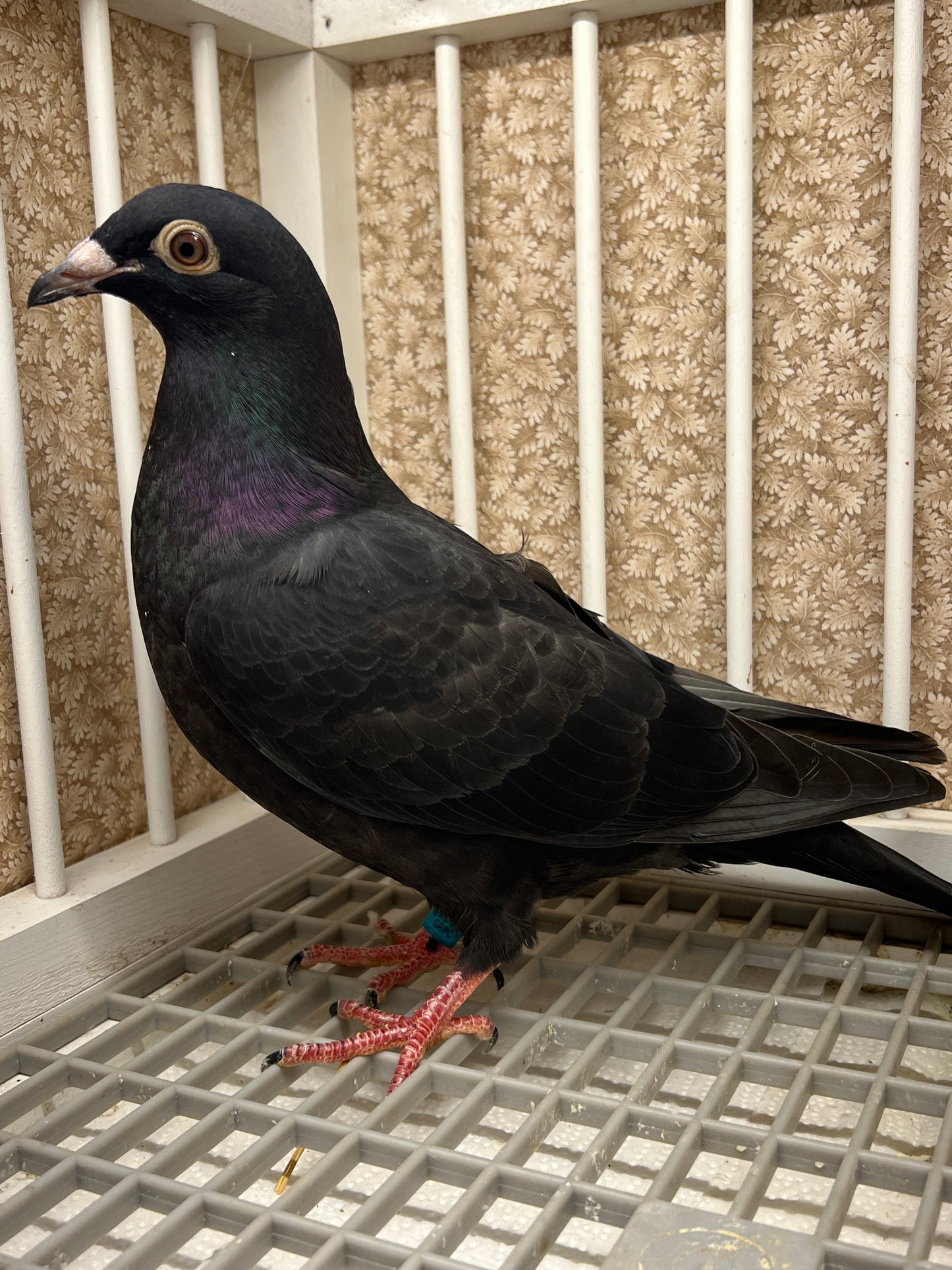 2025 Black Eagle Pigeon "GRPC 5633”