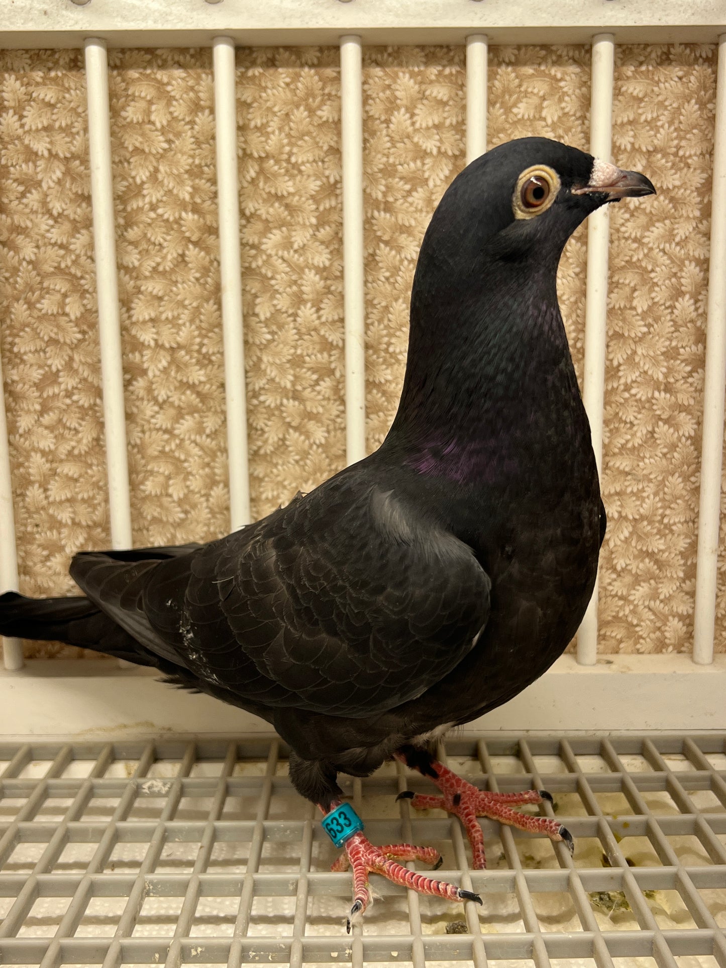 2025 Black Eagle Pigeon "GRPC 5633”