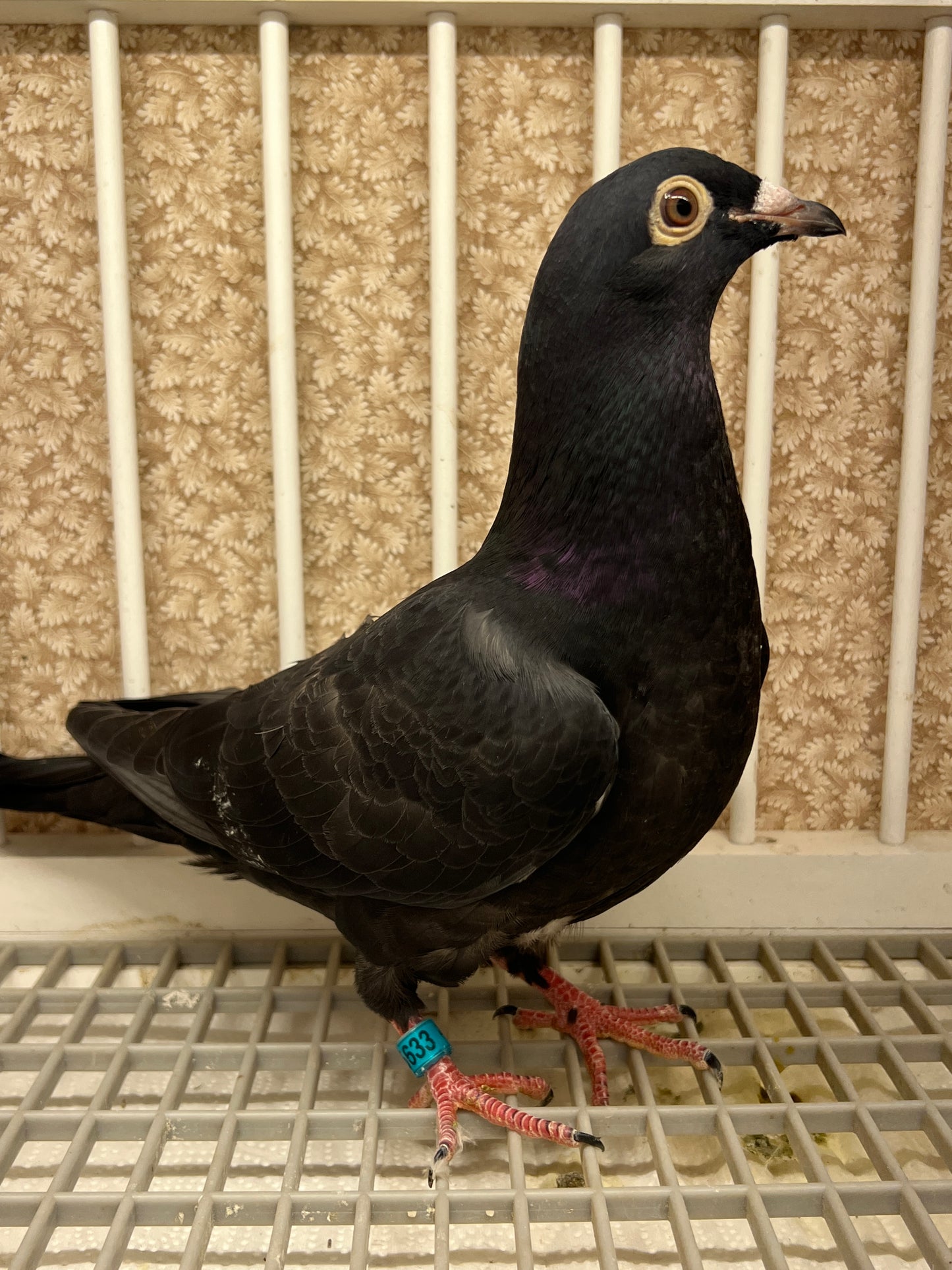 2025 Black Eagle Pigeon "GRPC 5633”