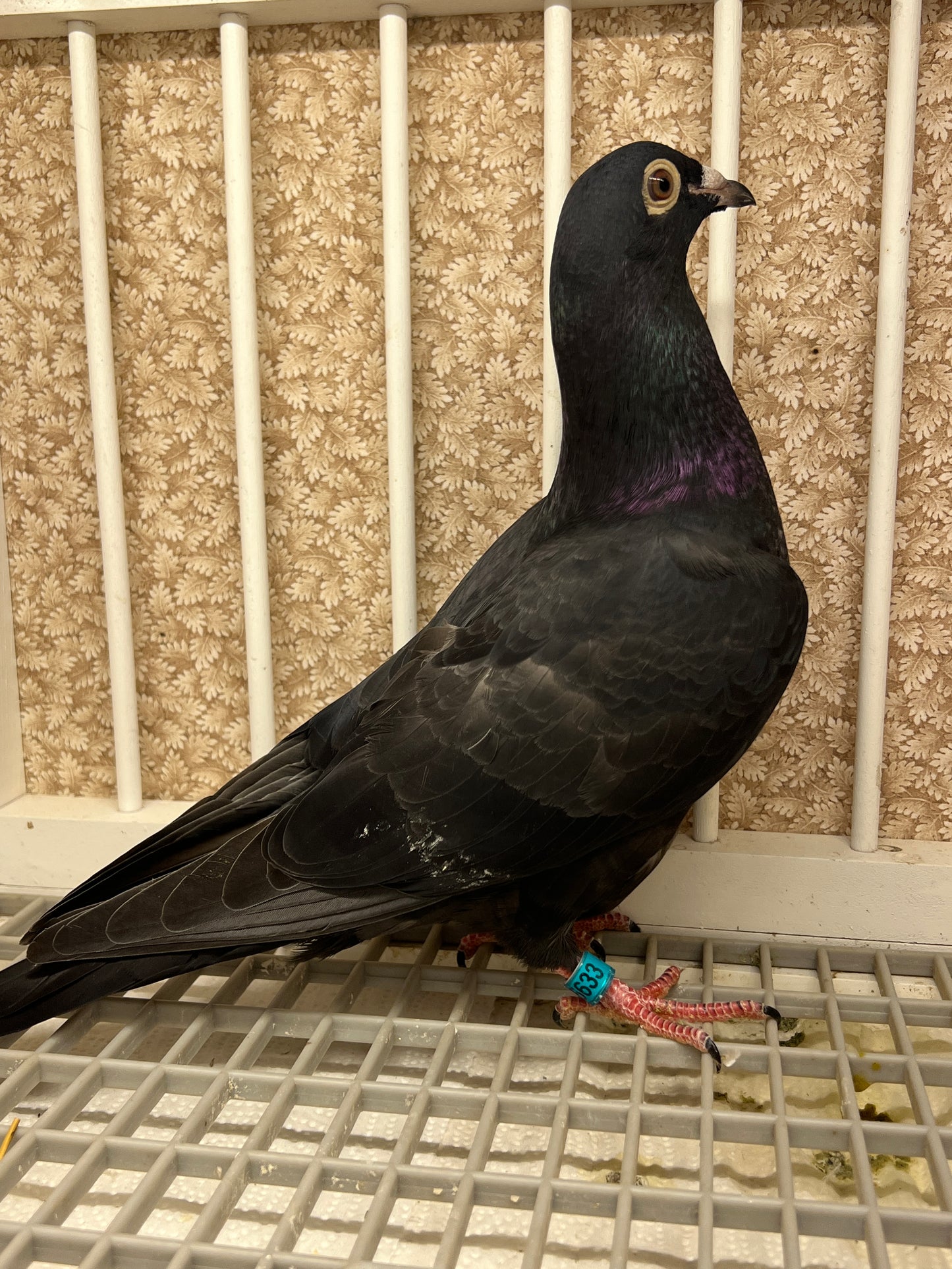 2025 Black Eagle Pigeon "GRPC 5633”