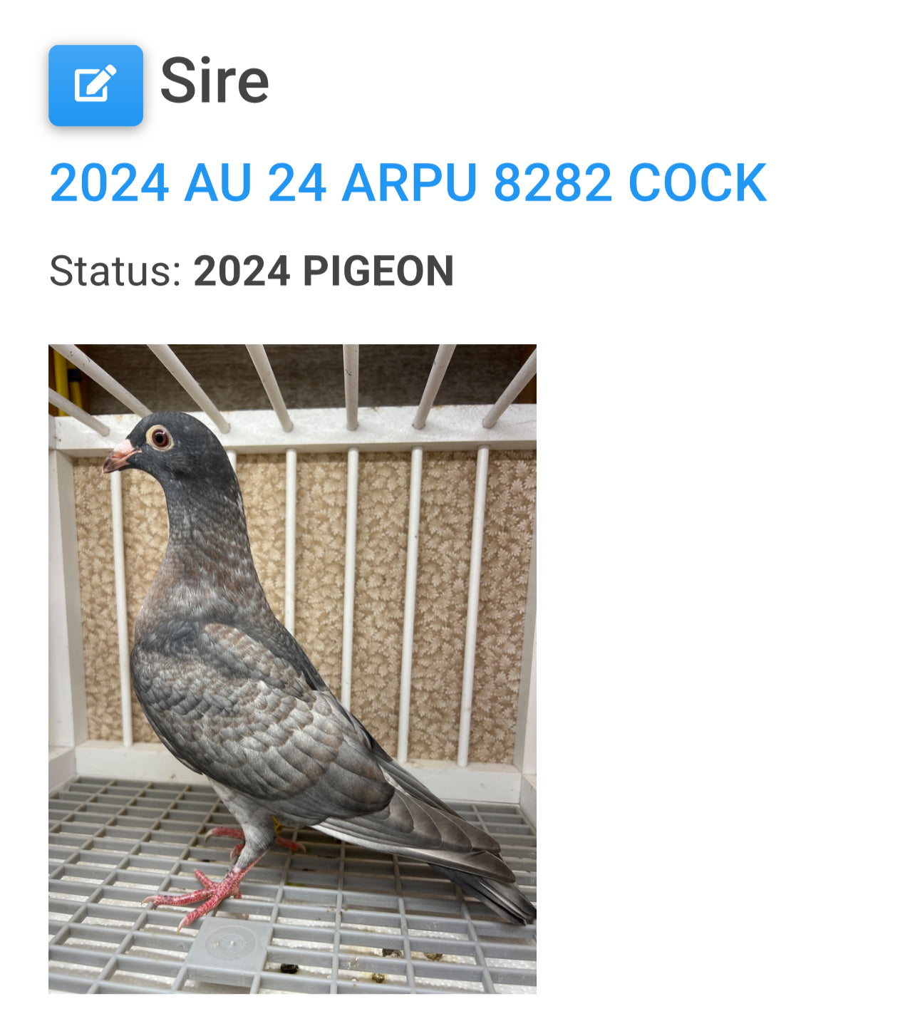 (Rubella) Racing Pigeon "GRPC 5640”