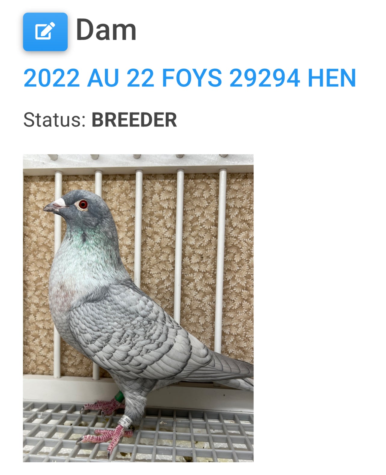 (Rubella) Racing Pigeon "GRPC 5640”