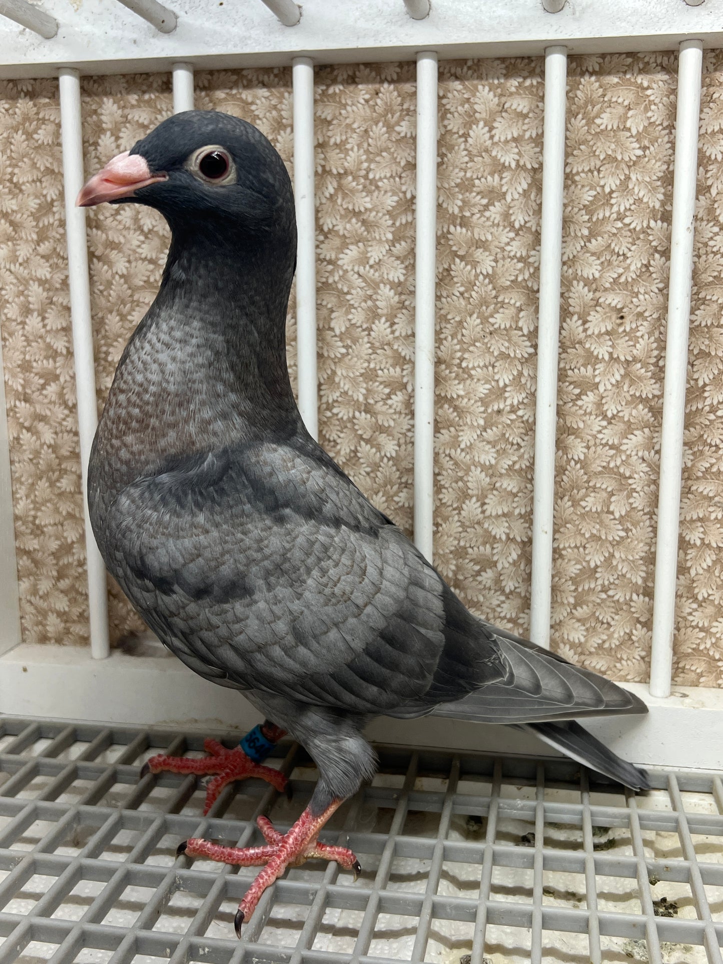 (Rubella) Racing Pigeon "GRPC 5640”