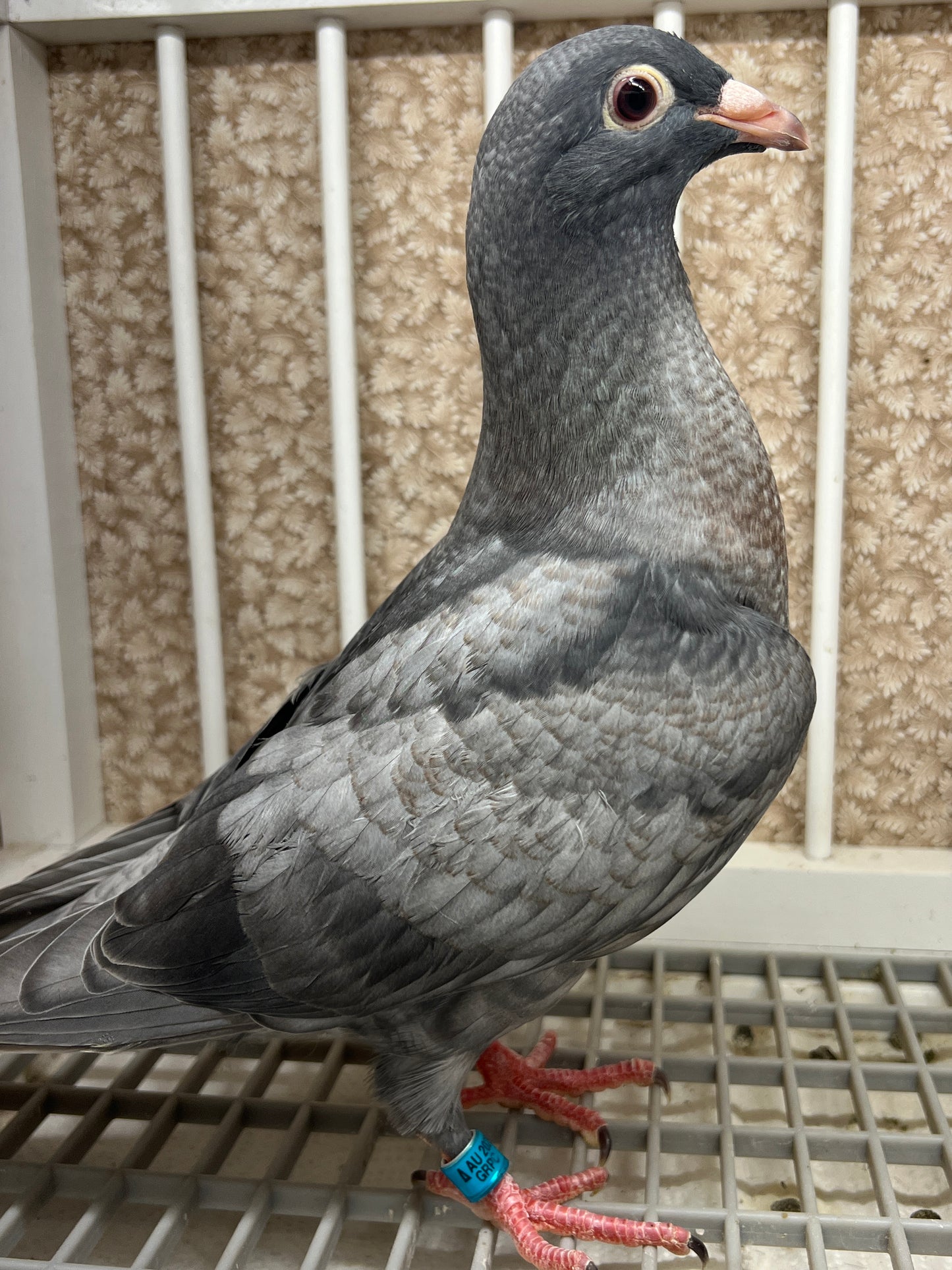 (Rubella) Racing Pigeon "GRPC 5640”