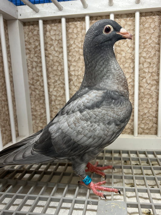 (Rubella) Racing Pigeon "GRPC 5640”