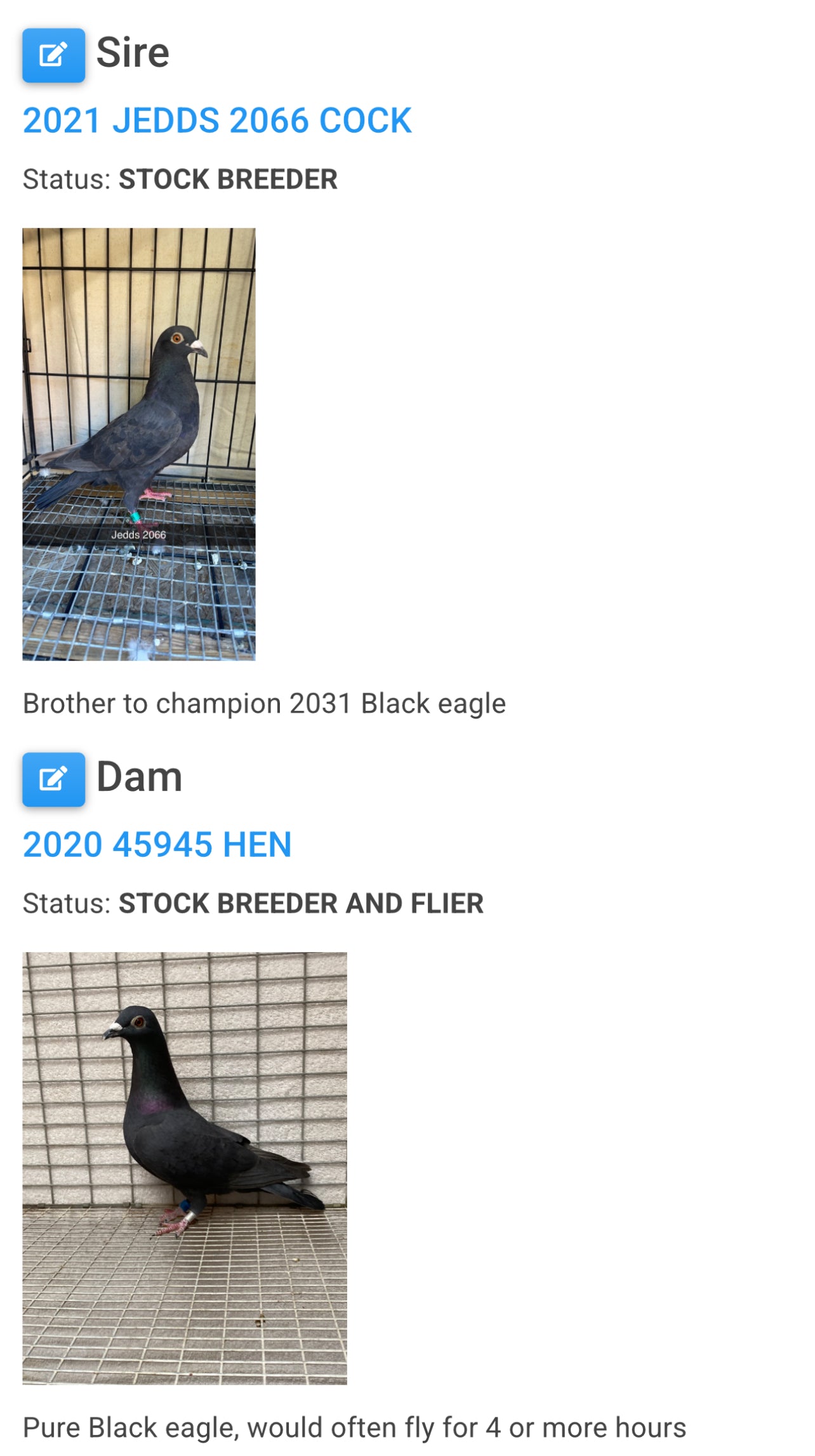 2025 Black Eagle Pigeon "GRPC 5638”