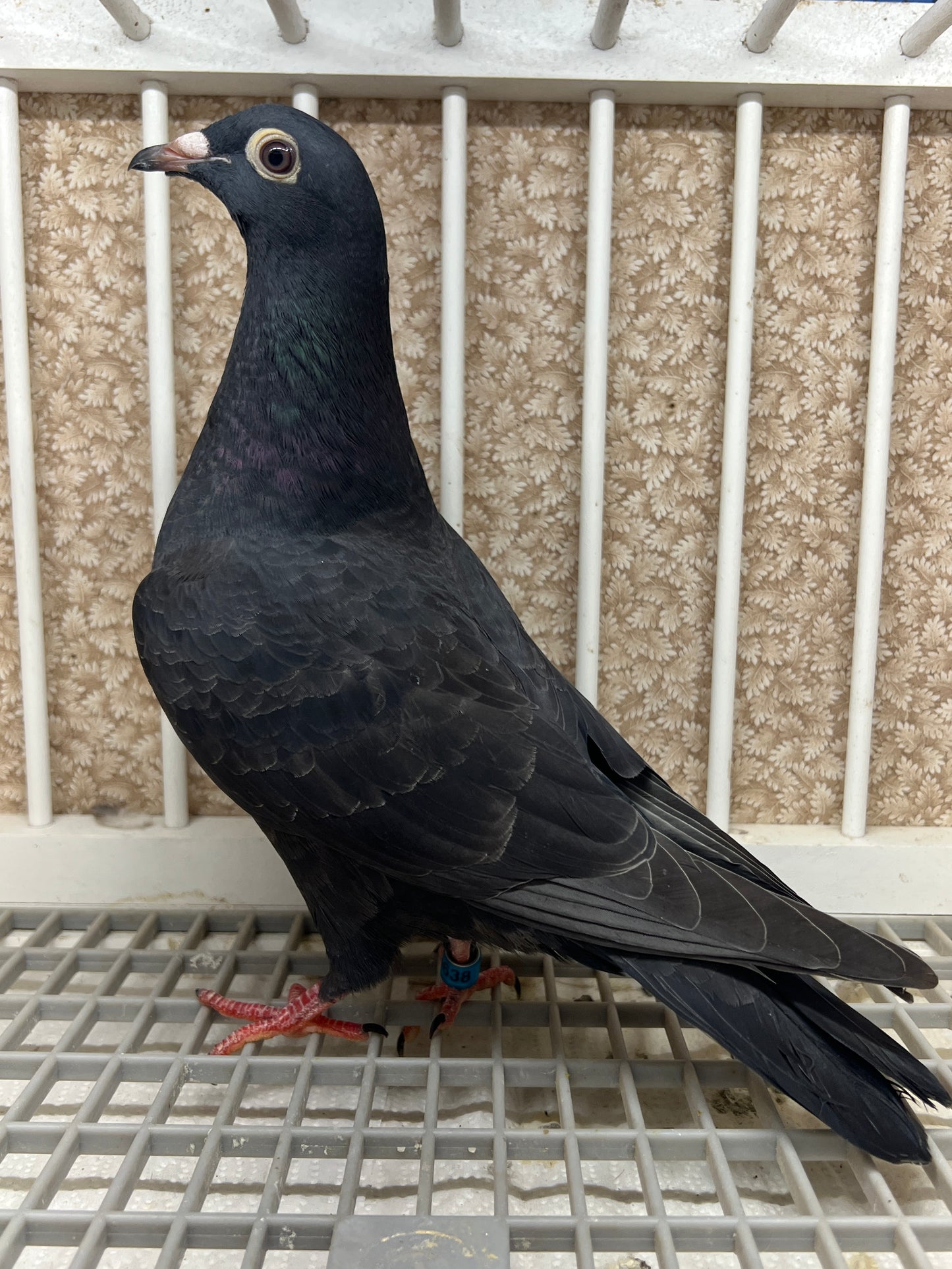 2025 Black Eagle Pigeon "GRPC 5638”