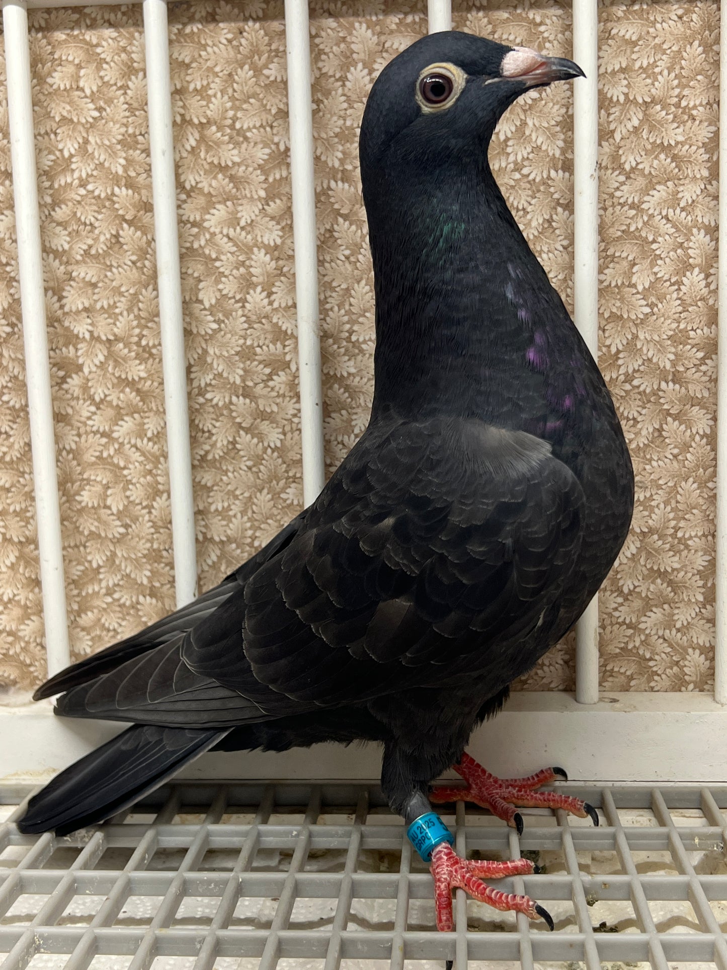 2025 Black Eagle Pigeon "GRPC 5638”
