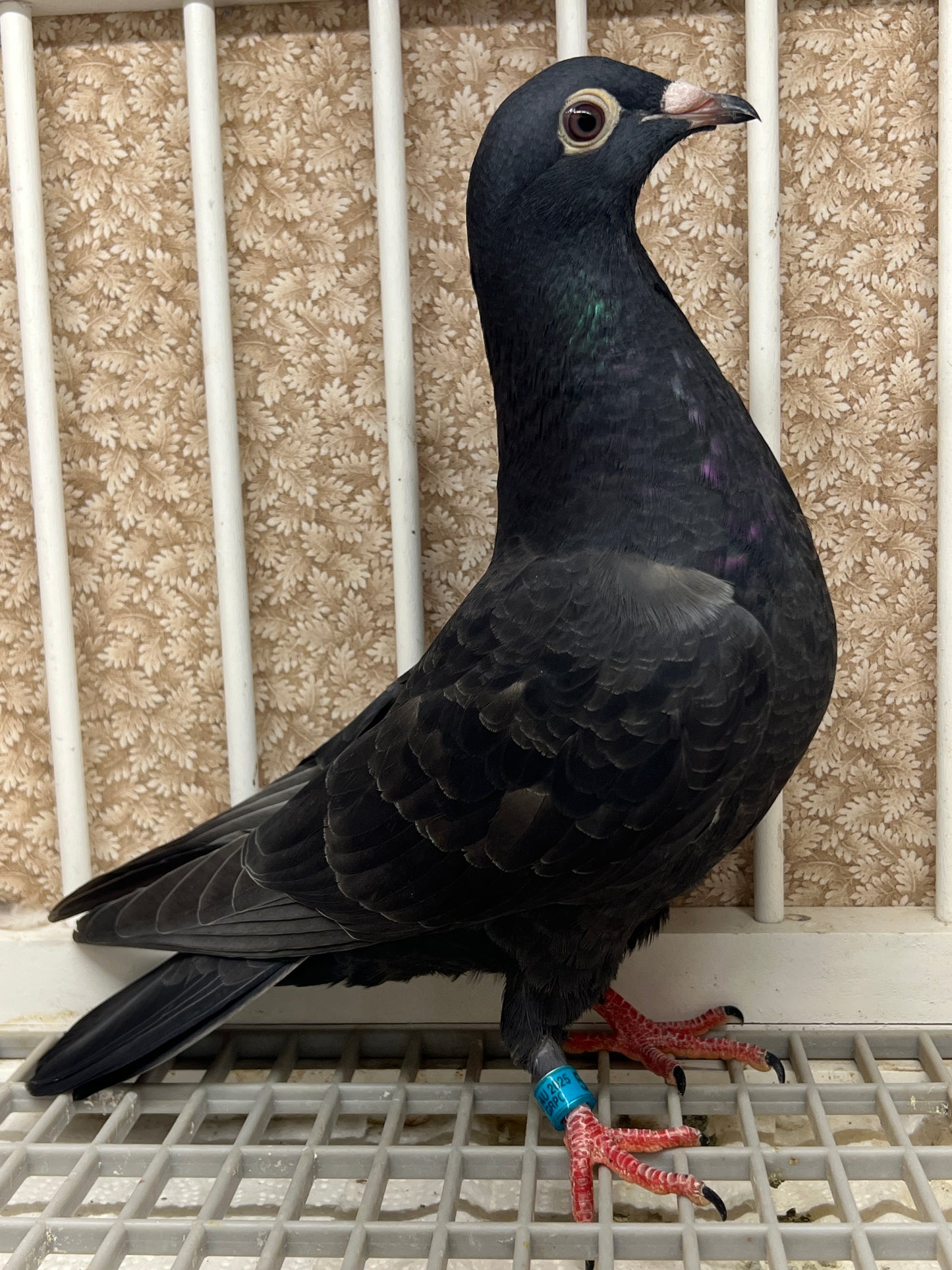2025 Black Eagle Pigeon "GRPC 5638”
