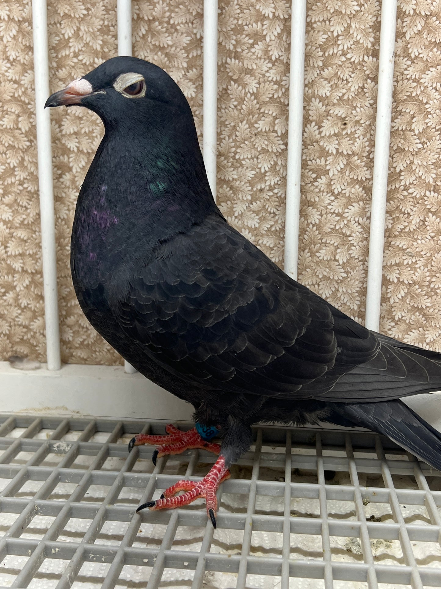 2025 Black Eagle Pigeon "GRPC 5638”