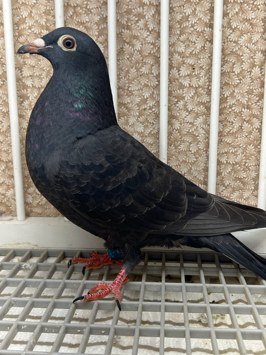 2025 Black Eagle Pigeon "GRPC 5638”