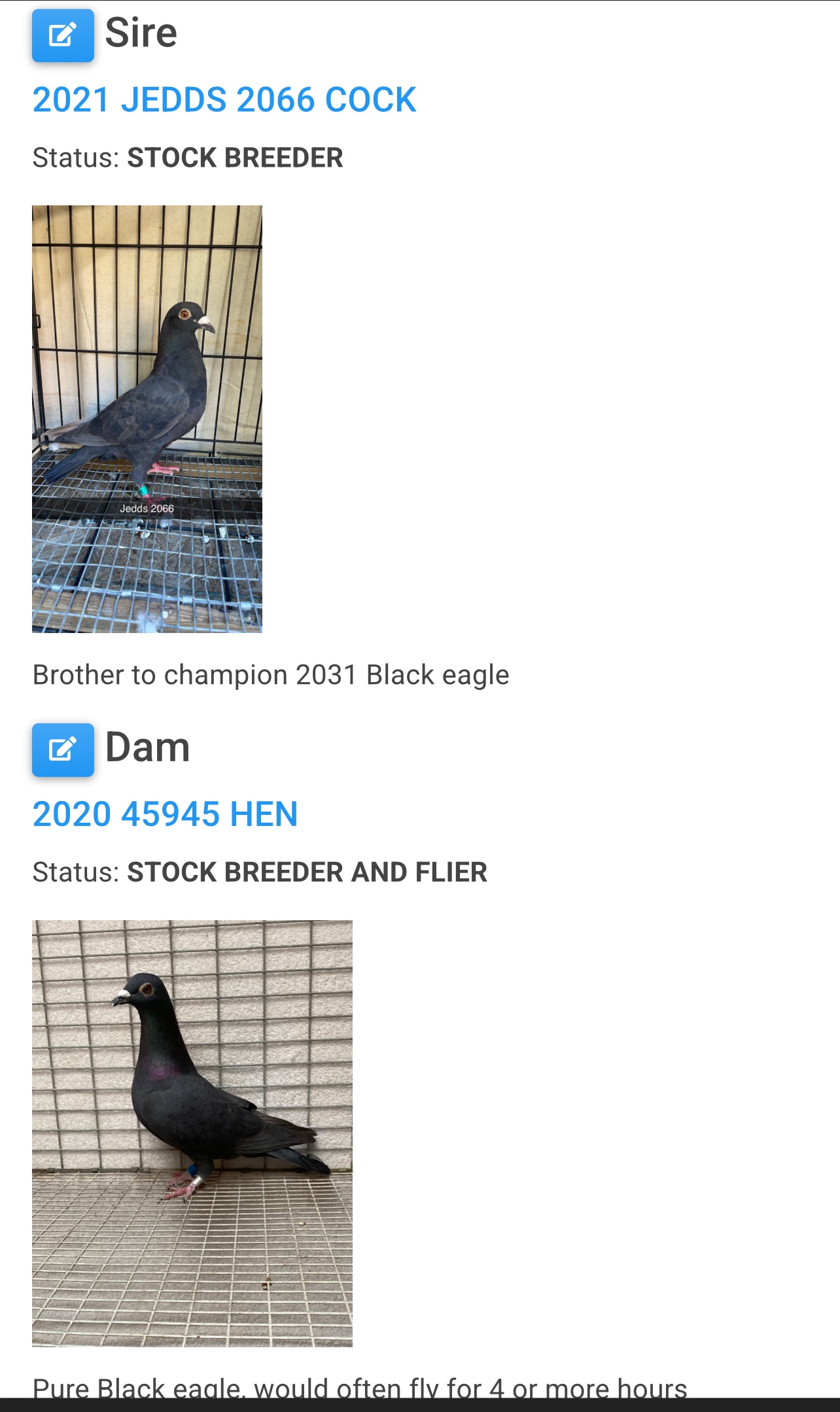 2025 Black Eagle Pigeon "GRPC 5637”