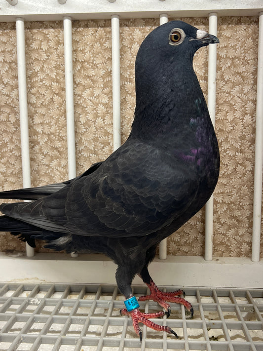 2025 Black Eagle Pigeon "GRPC 5637”