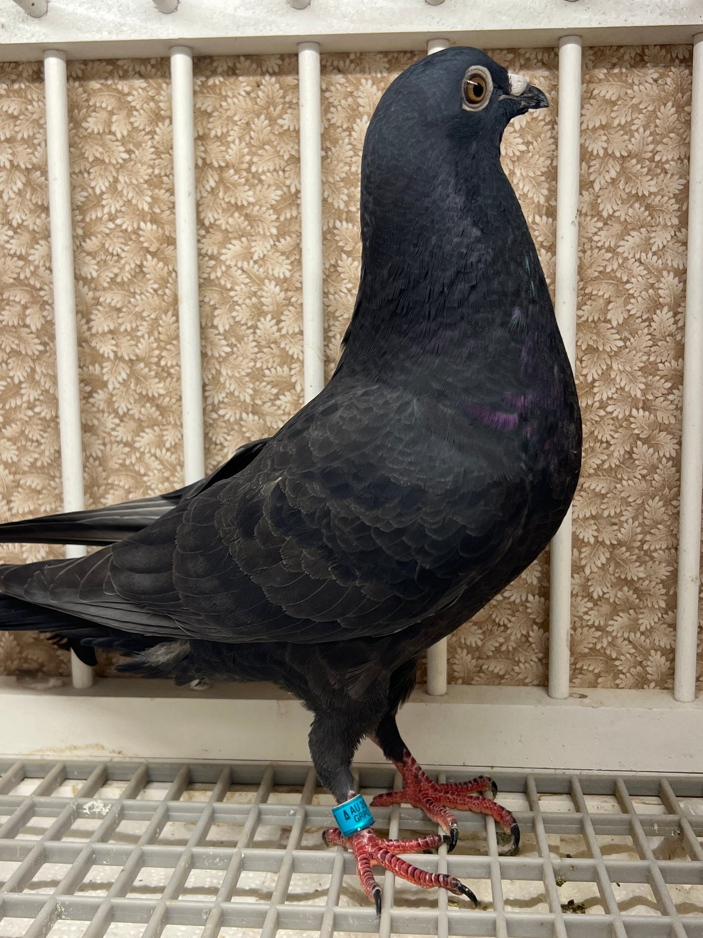 2025 Black Eagle Pigeon "GRPC 5637”