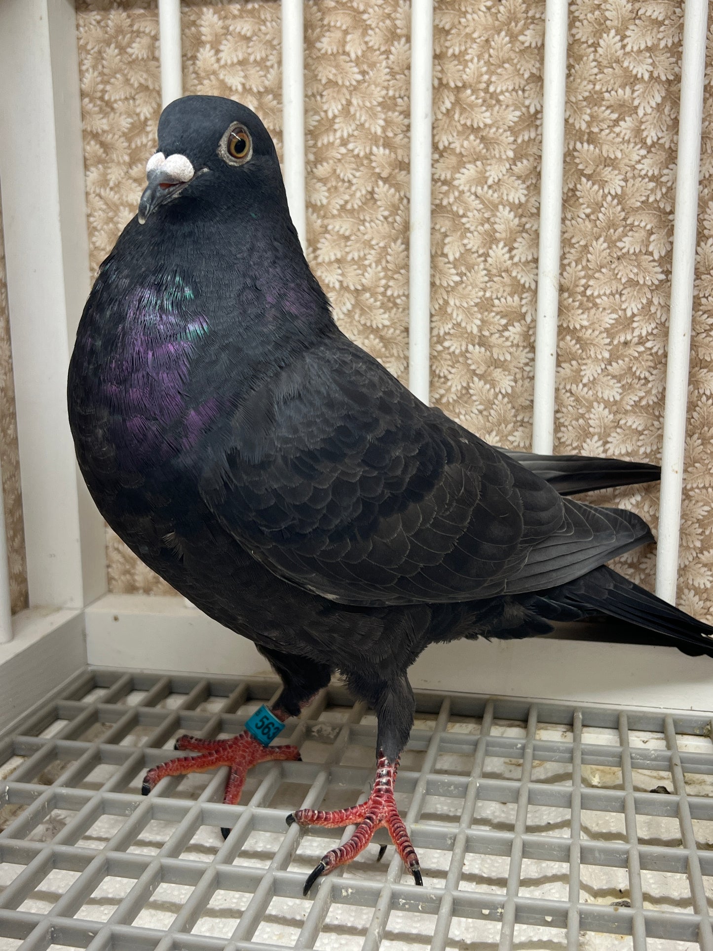 2025 Black Eagle Pigeon "GRPC 5637”