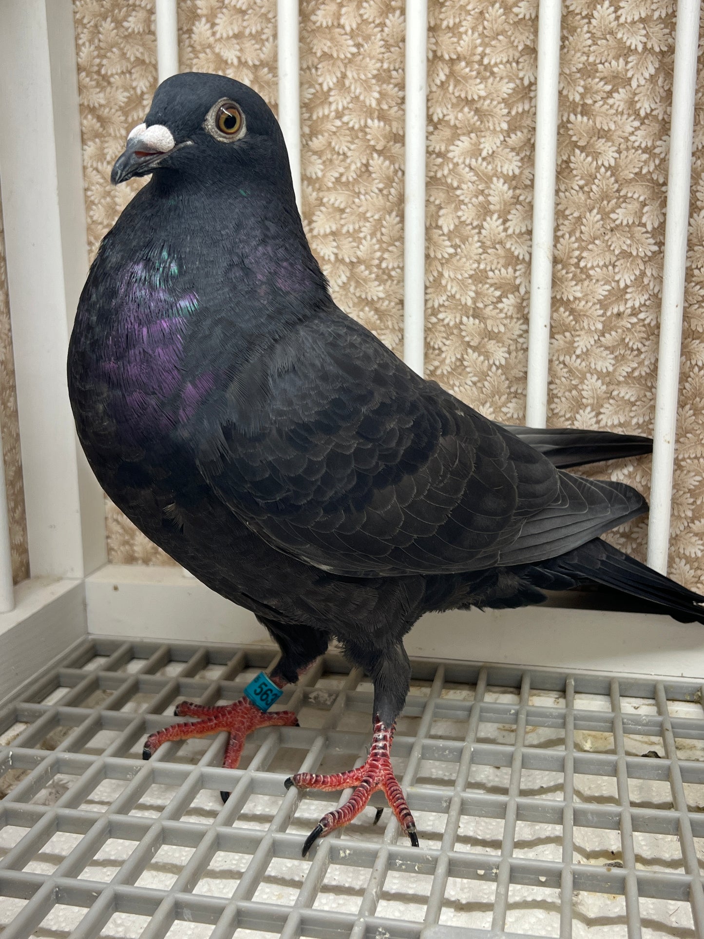 2025 Black Eagle Pigeon "GRPC 5637”