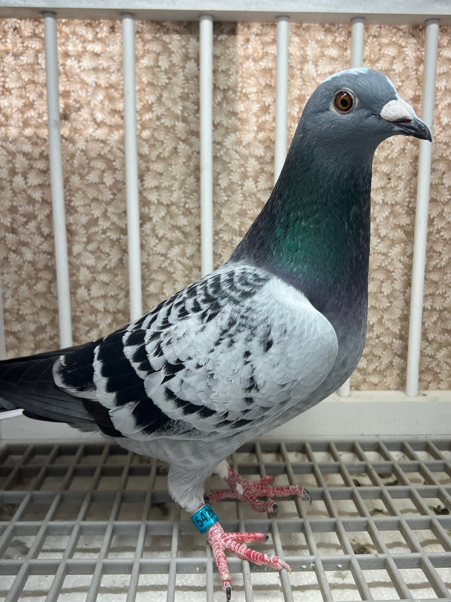 Racing Pigeon "GRPC 5426”