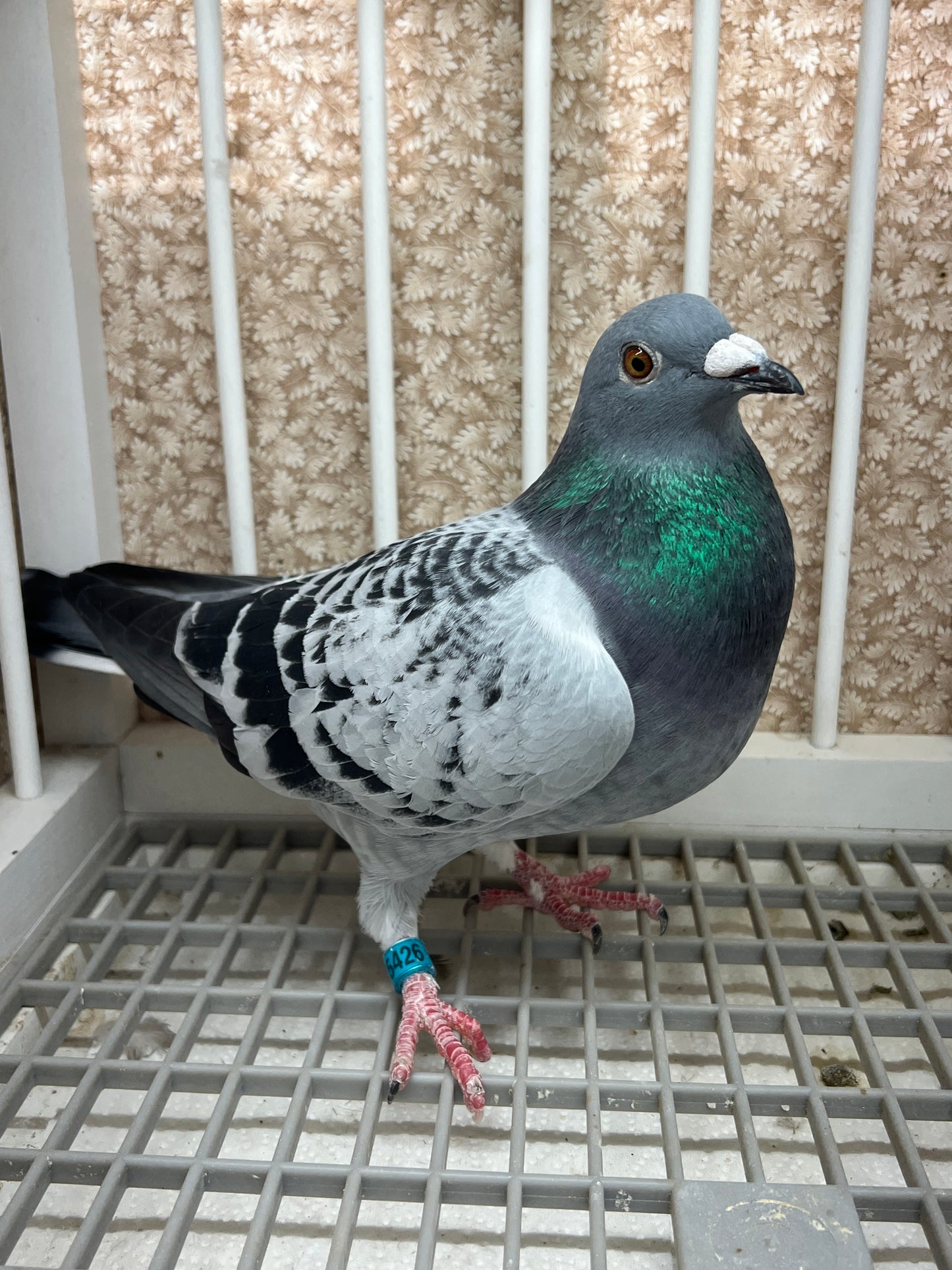 Racing Pigeon "GRPC 5426”
