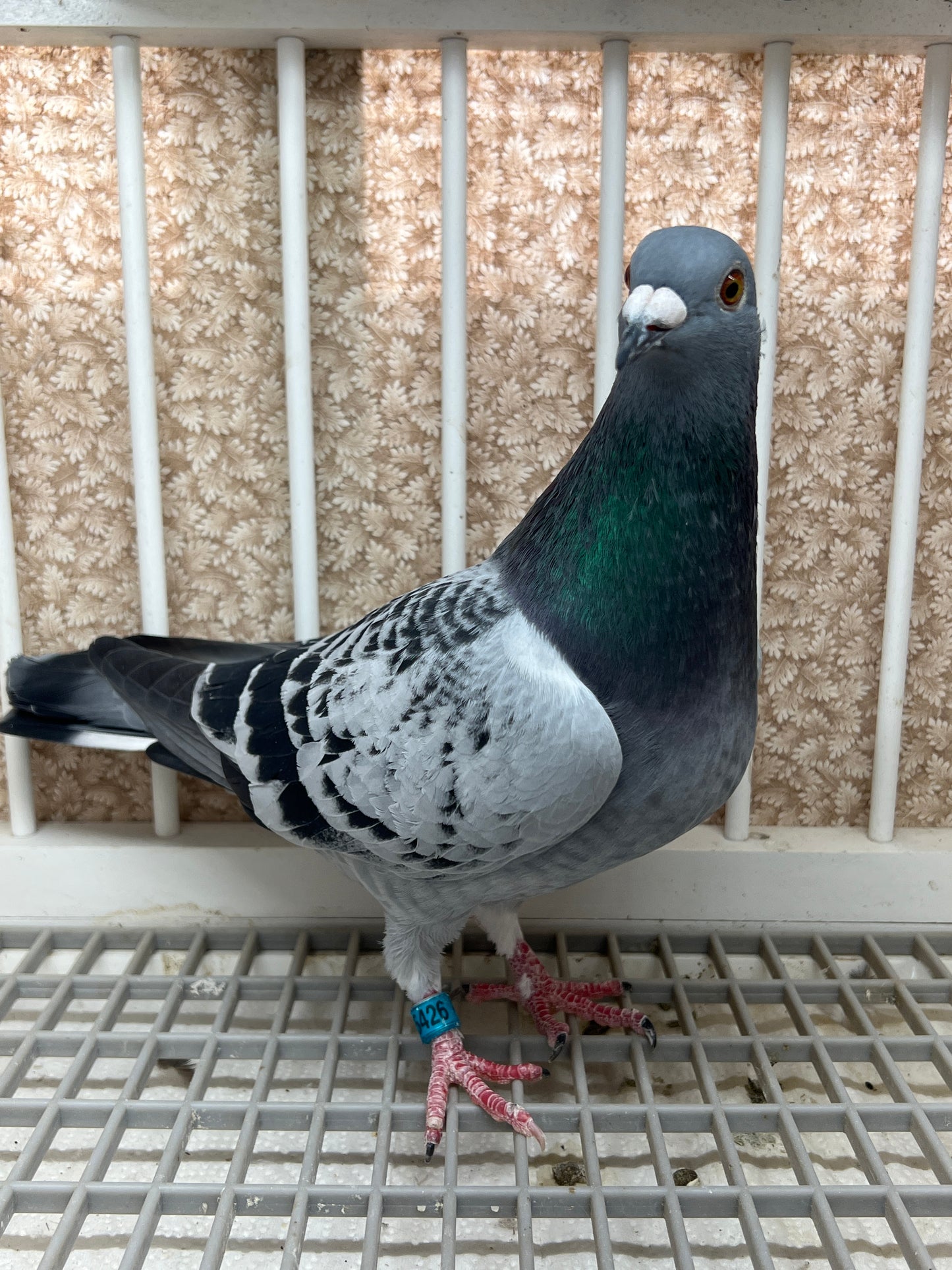 Racing Pigeon "GRPC 5426”