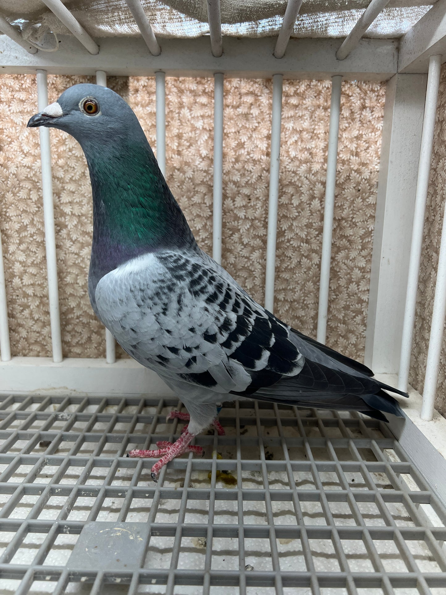 Racing Pigeon "GRPC 5426”