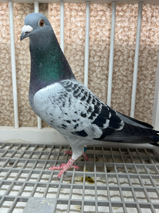Racing Pigeon "GRPC 5426”