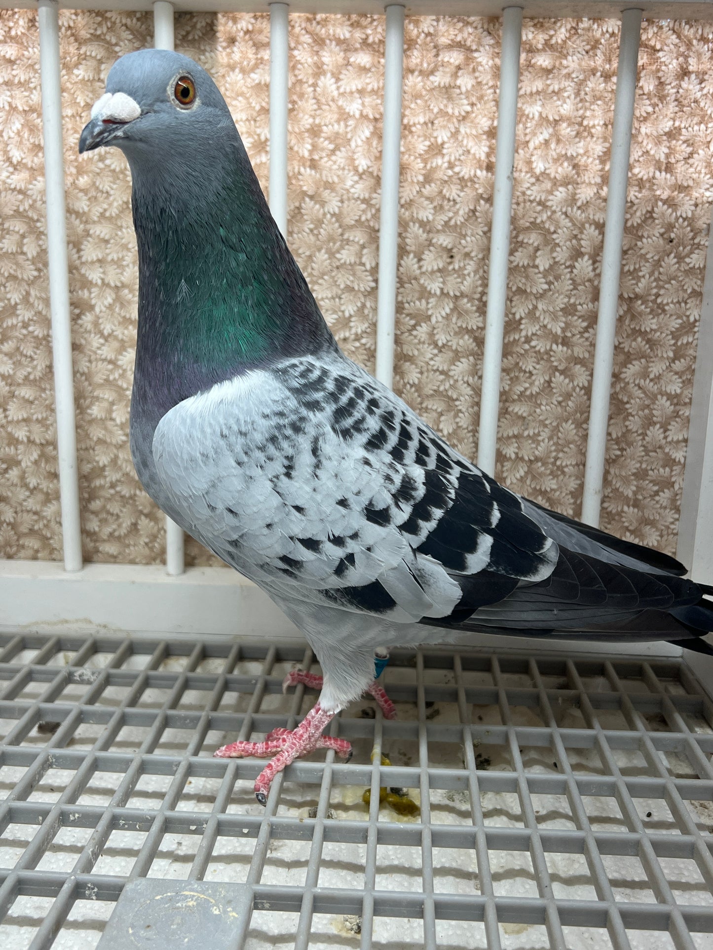 Racing Pigeon "GRPC 5426”