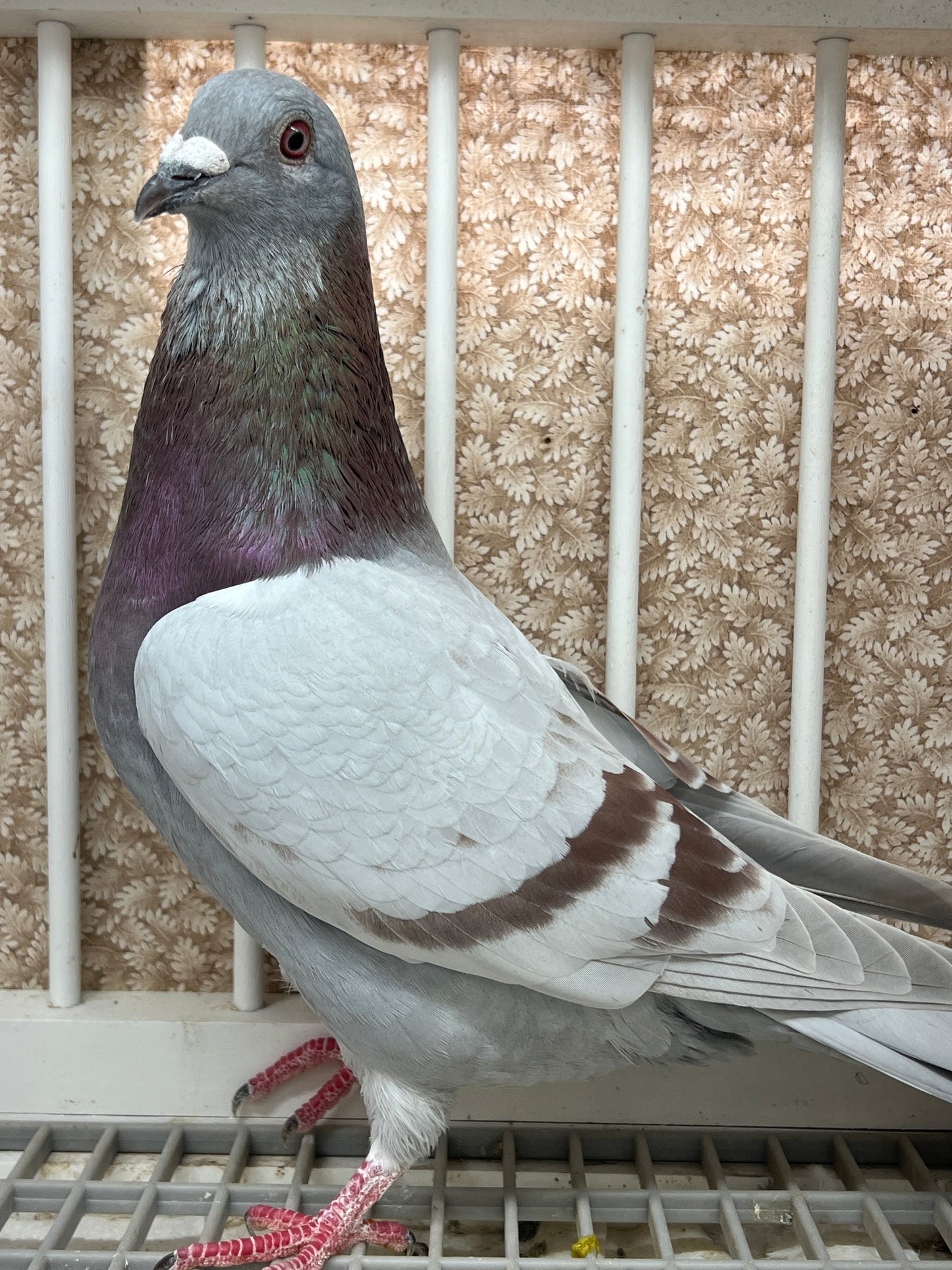 2025 Racing pigeon "RRL 498”