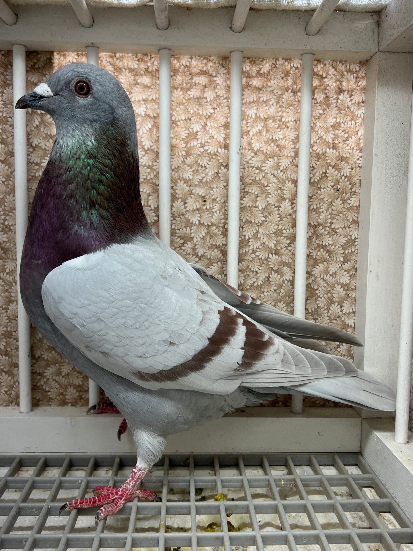 2025 Racing pigeon "RRL 498”