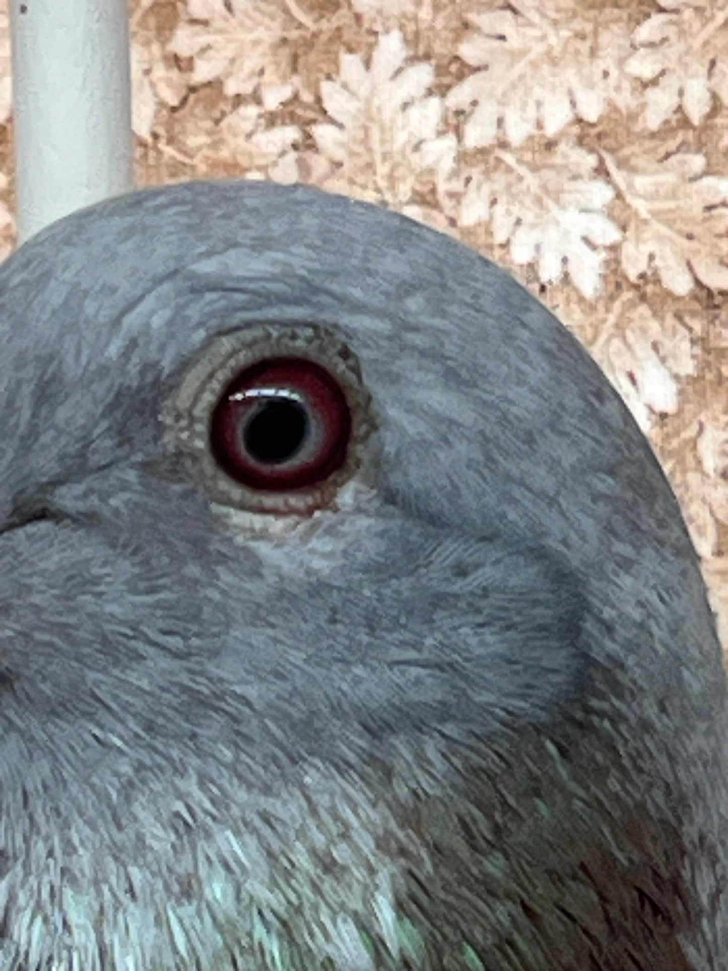 2025 Racing pigeon "RRL 498”