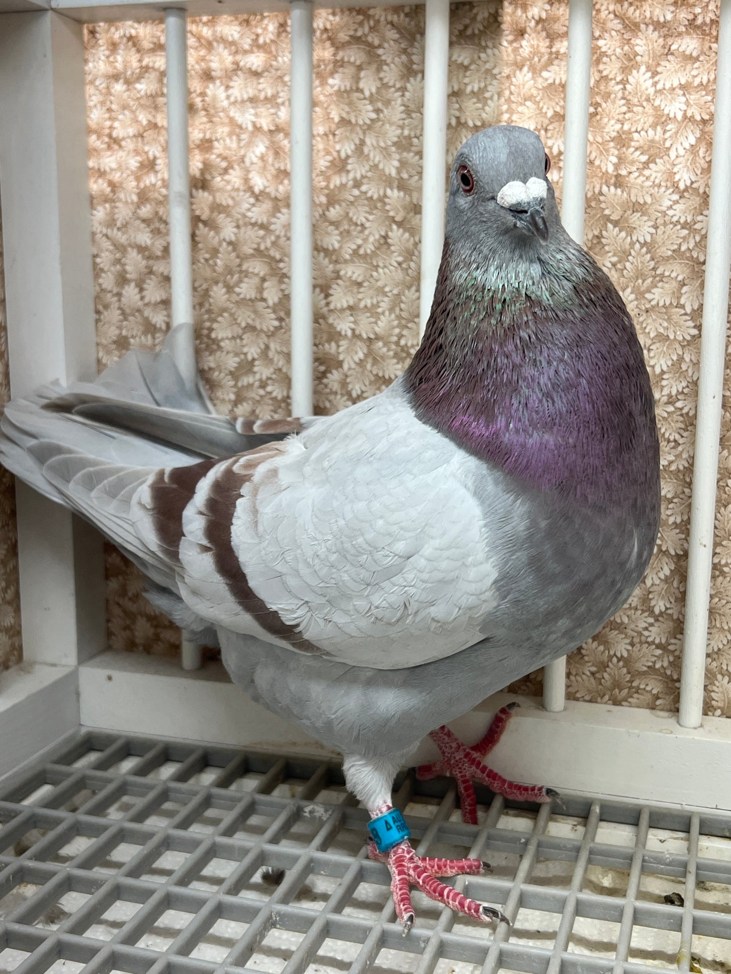 2025 Racing pigeon "RRL 498”