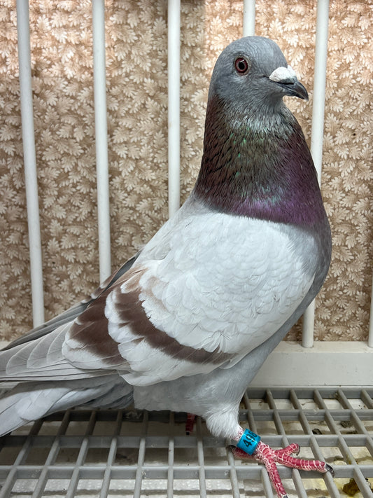 2025 Racing pigeon "RRL 498”