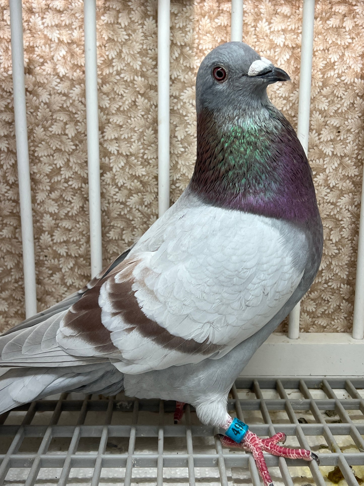 2025 Racing pigeon "RRL 498”