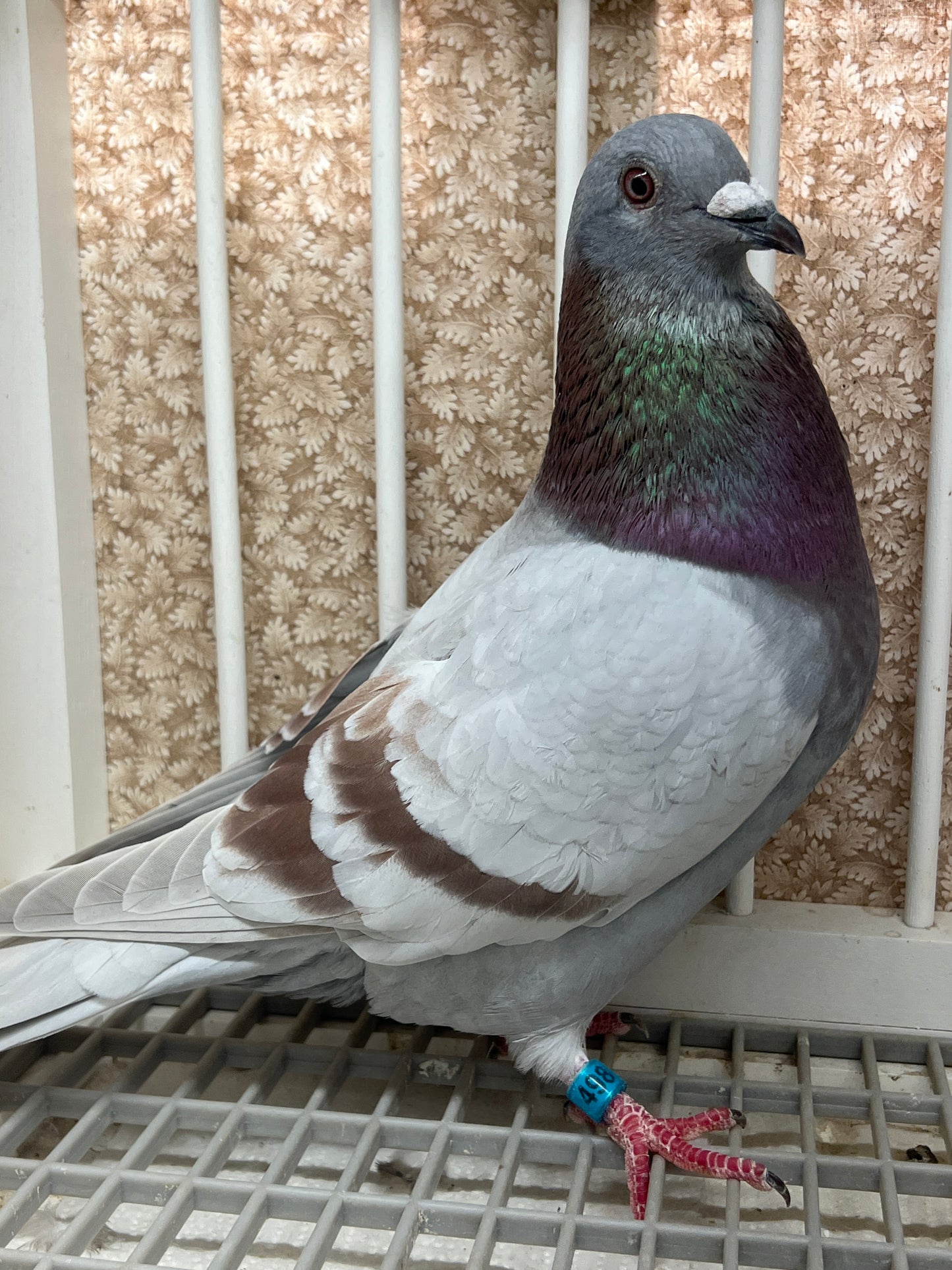2025 Racing pigeon "RRL 498”