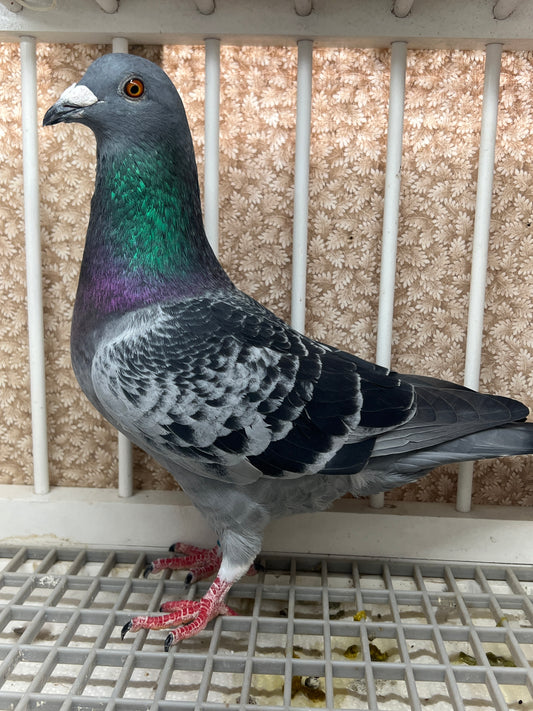 2025 “HVR” Huyskens-Van Riel (GRPC 5422)