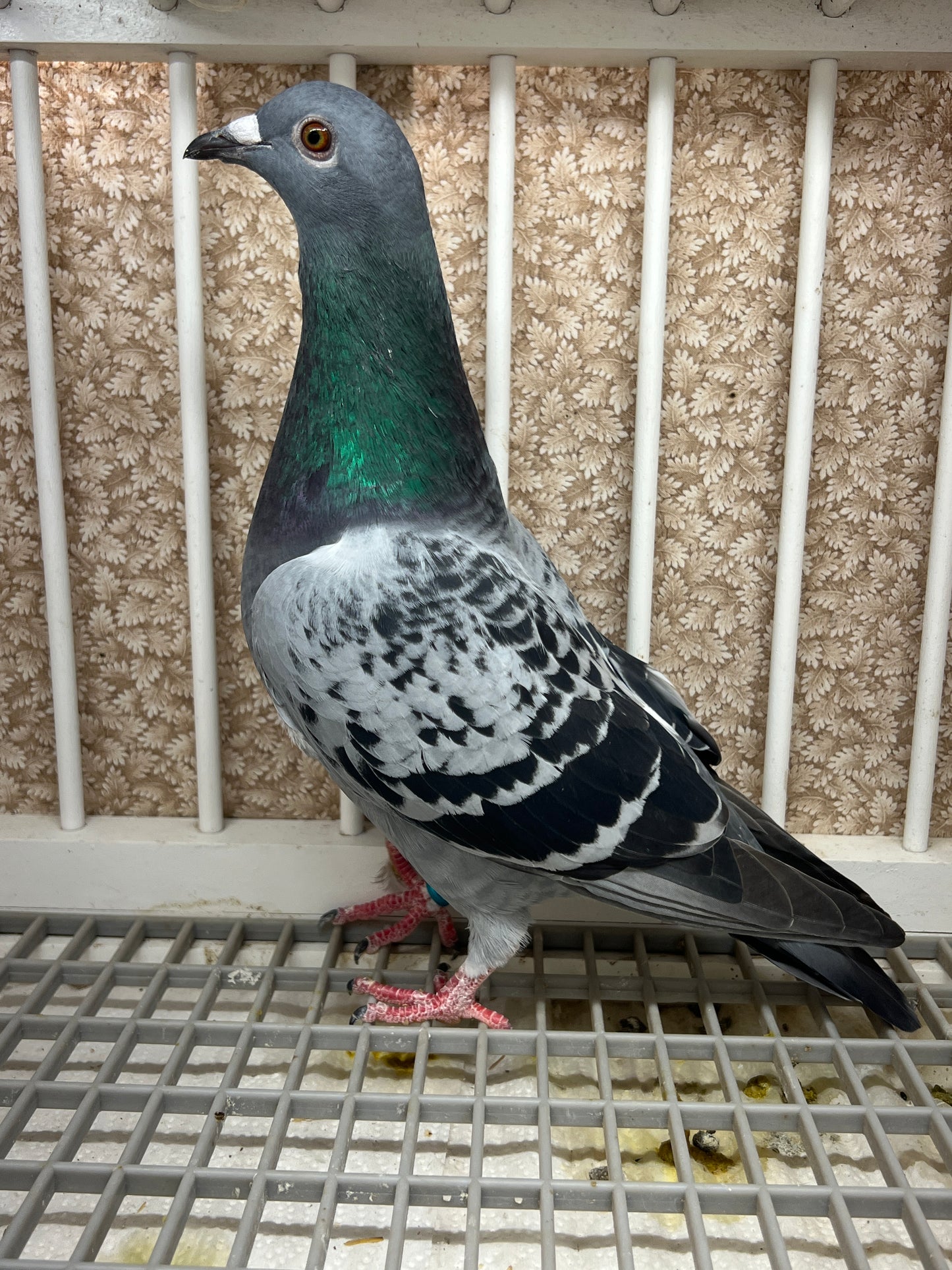 Racing Pigeon "GRPC 5491”