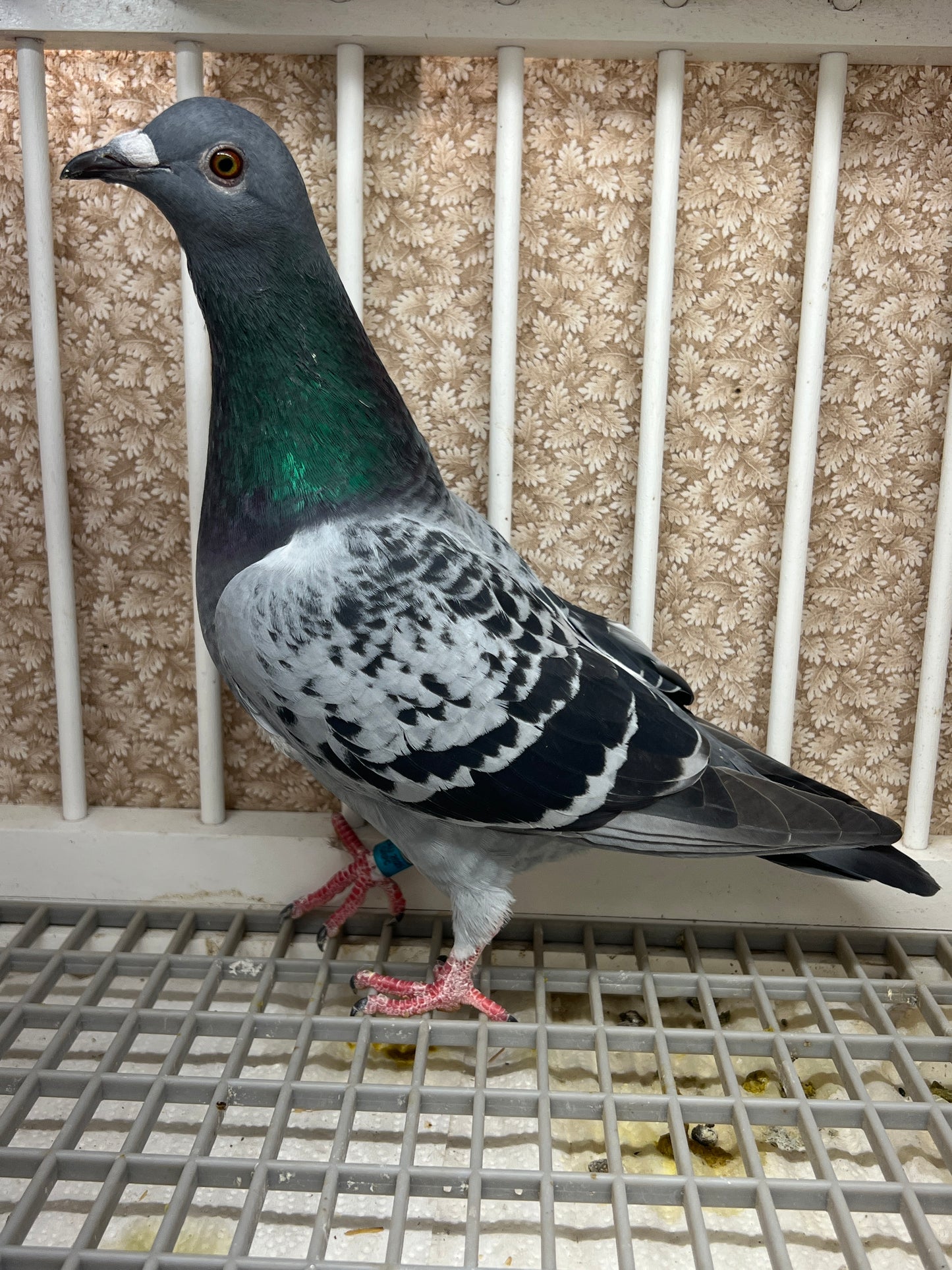 Racing Pigeon "GRPC 5491”