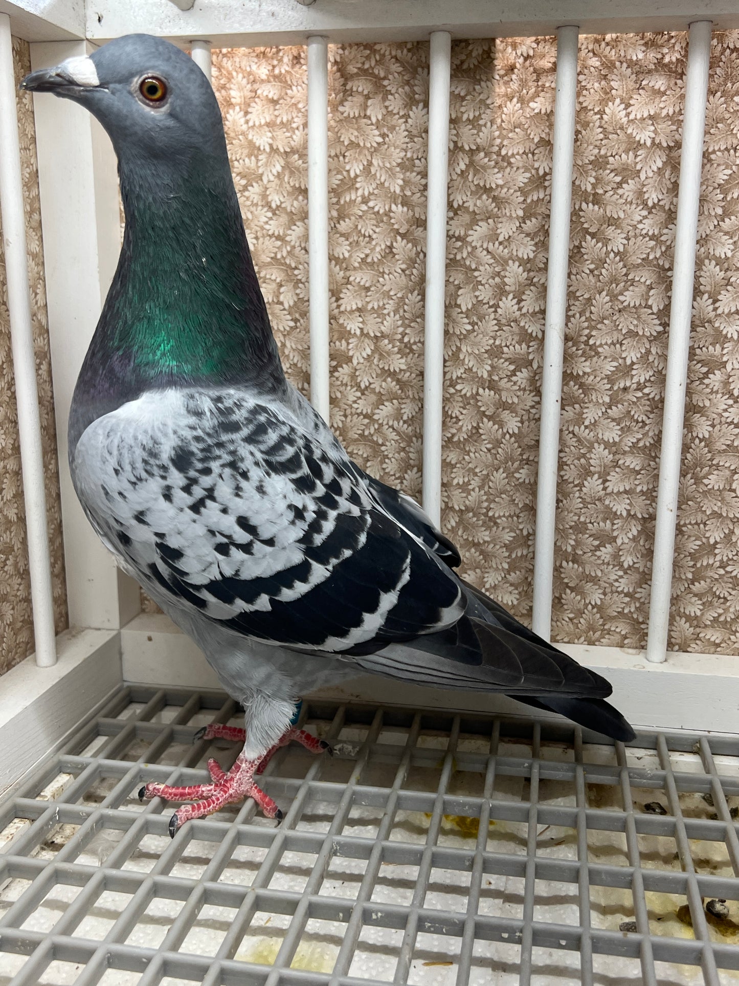 Racing Pigeon "GRPC 5491”