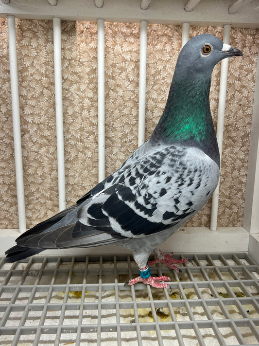 Racing Pigeon "GRPC 5491”