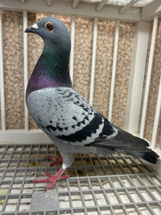 Racing Pigeon "RRL 491”