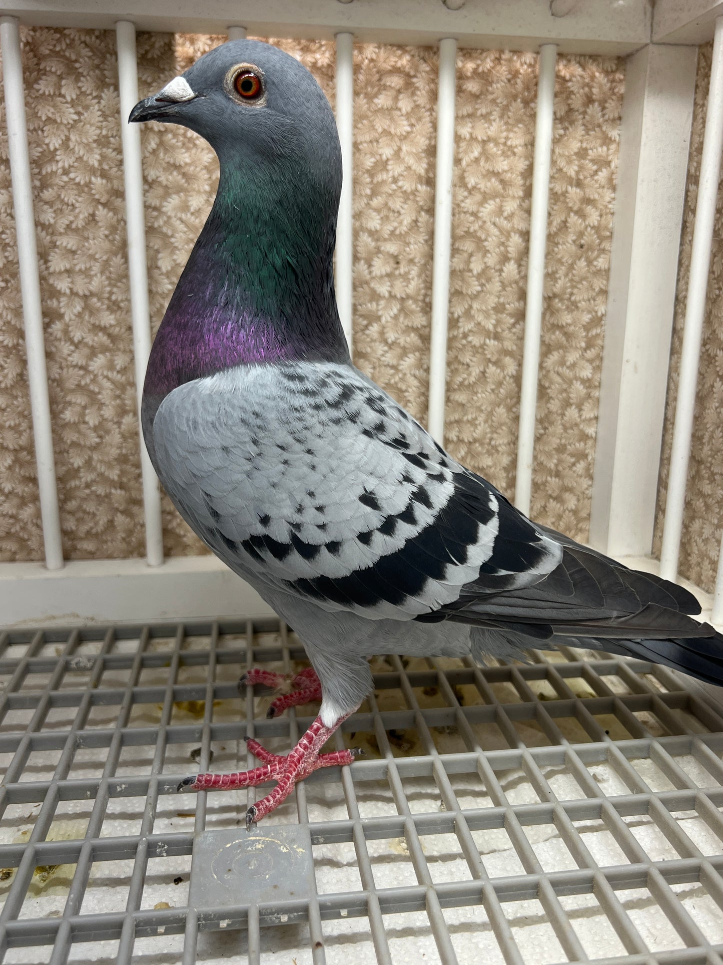 Racing Pigeon "RRL 491”