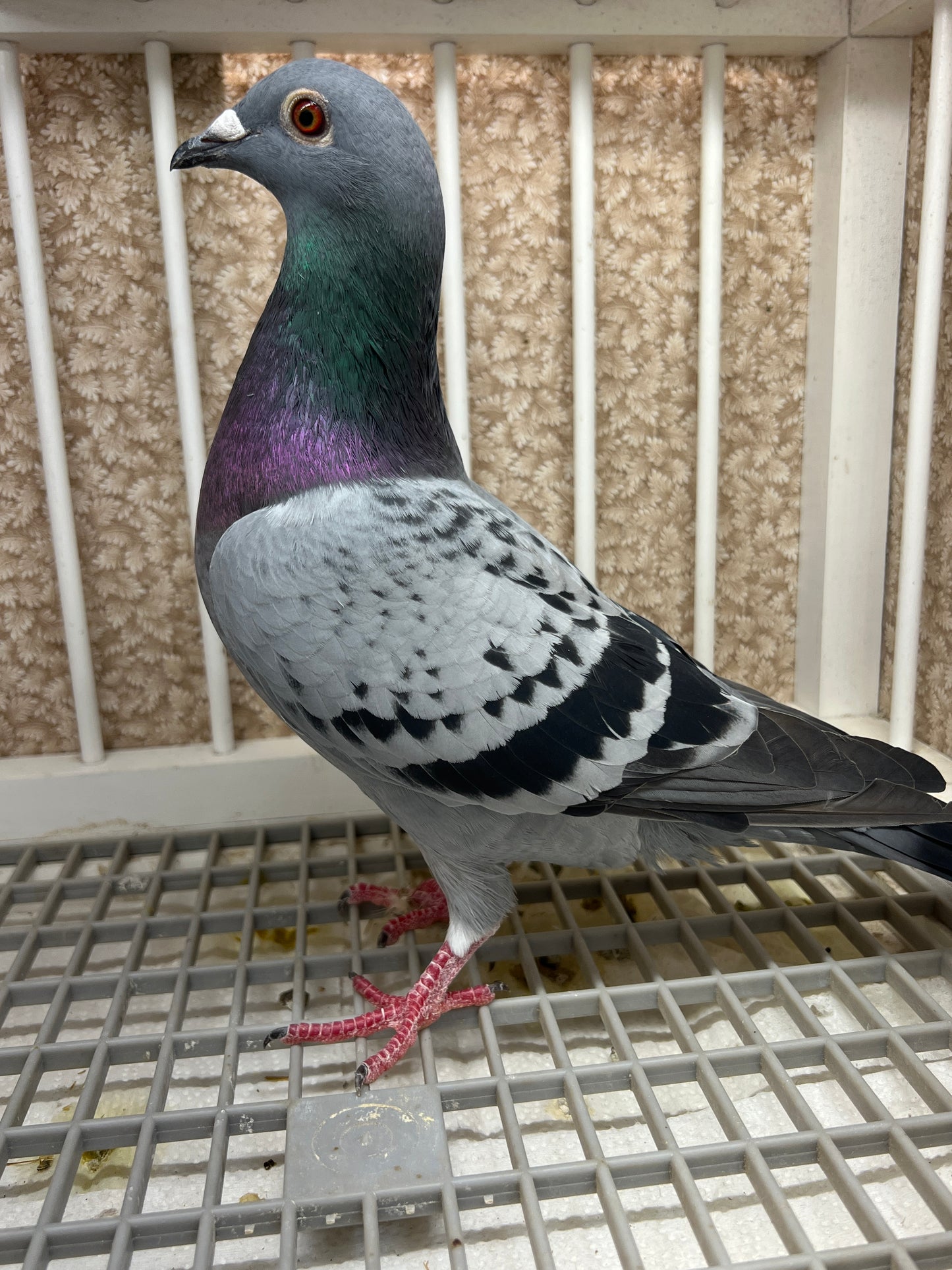 Racing Pigeon "RRL 491”