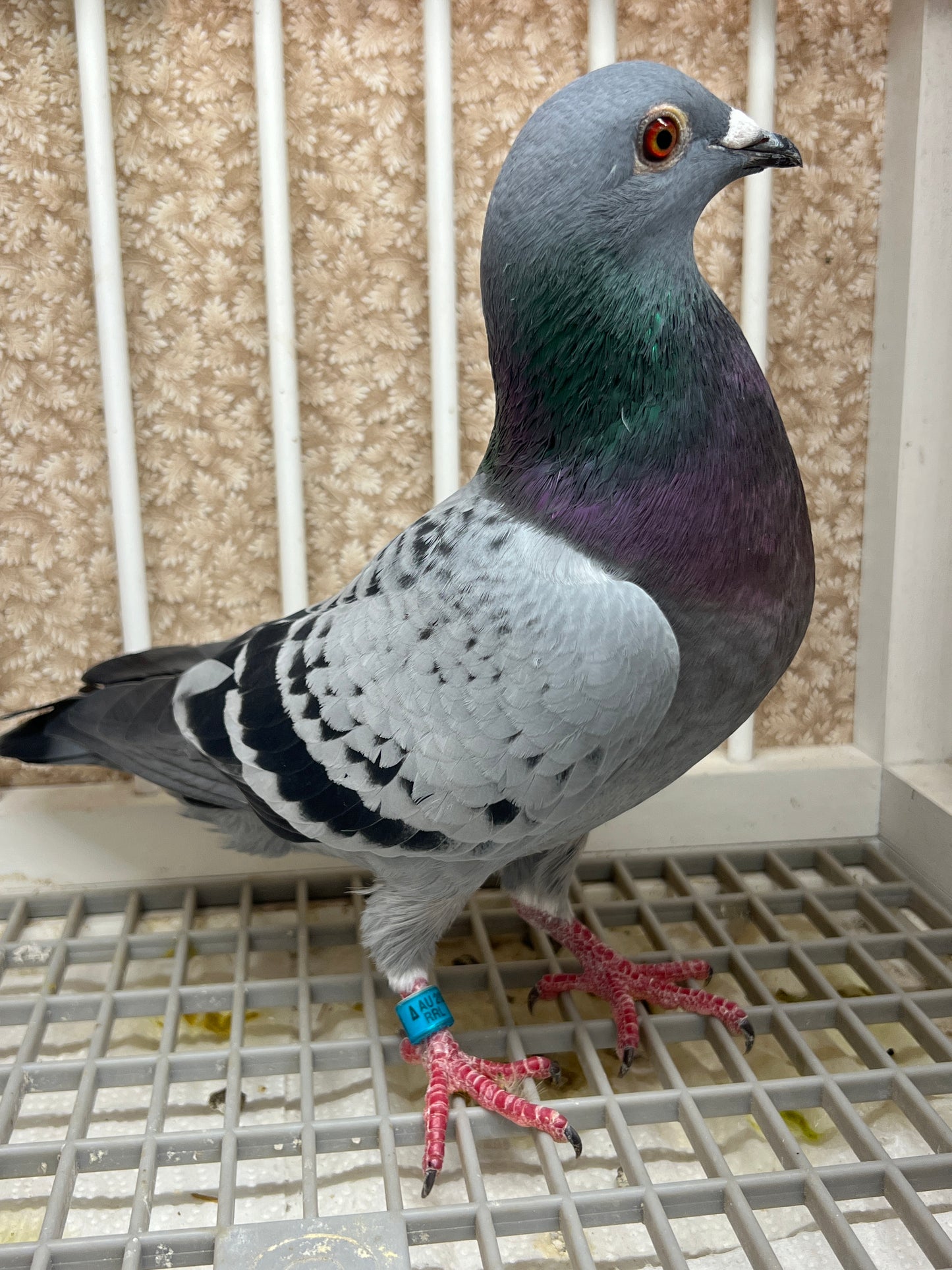Racing Pigeon "RRL 491”