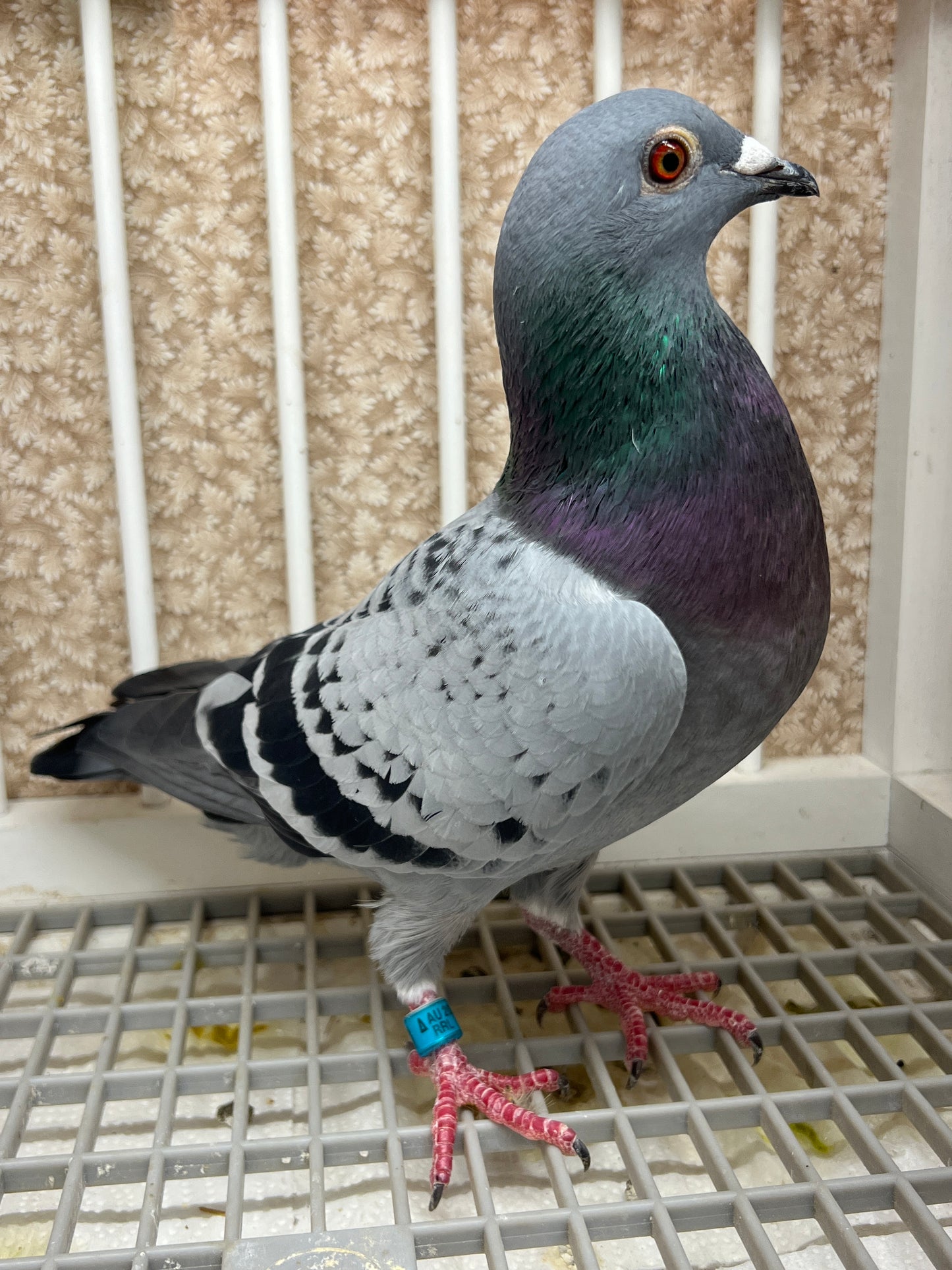 Racing Pigeon "RRL 491”