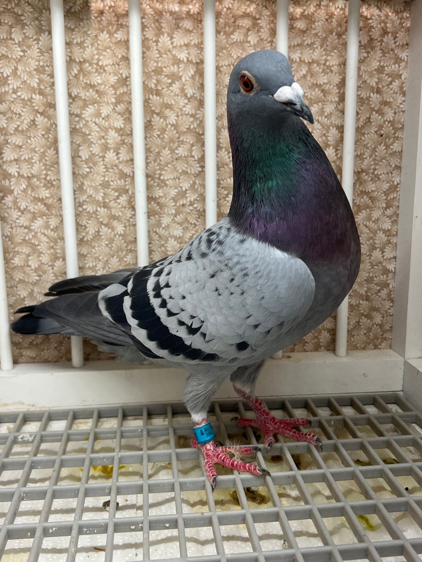 Racing Pigeon "RRL 491”
