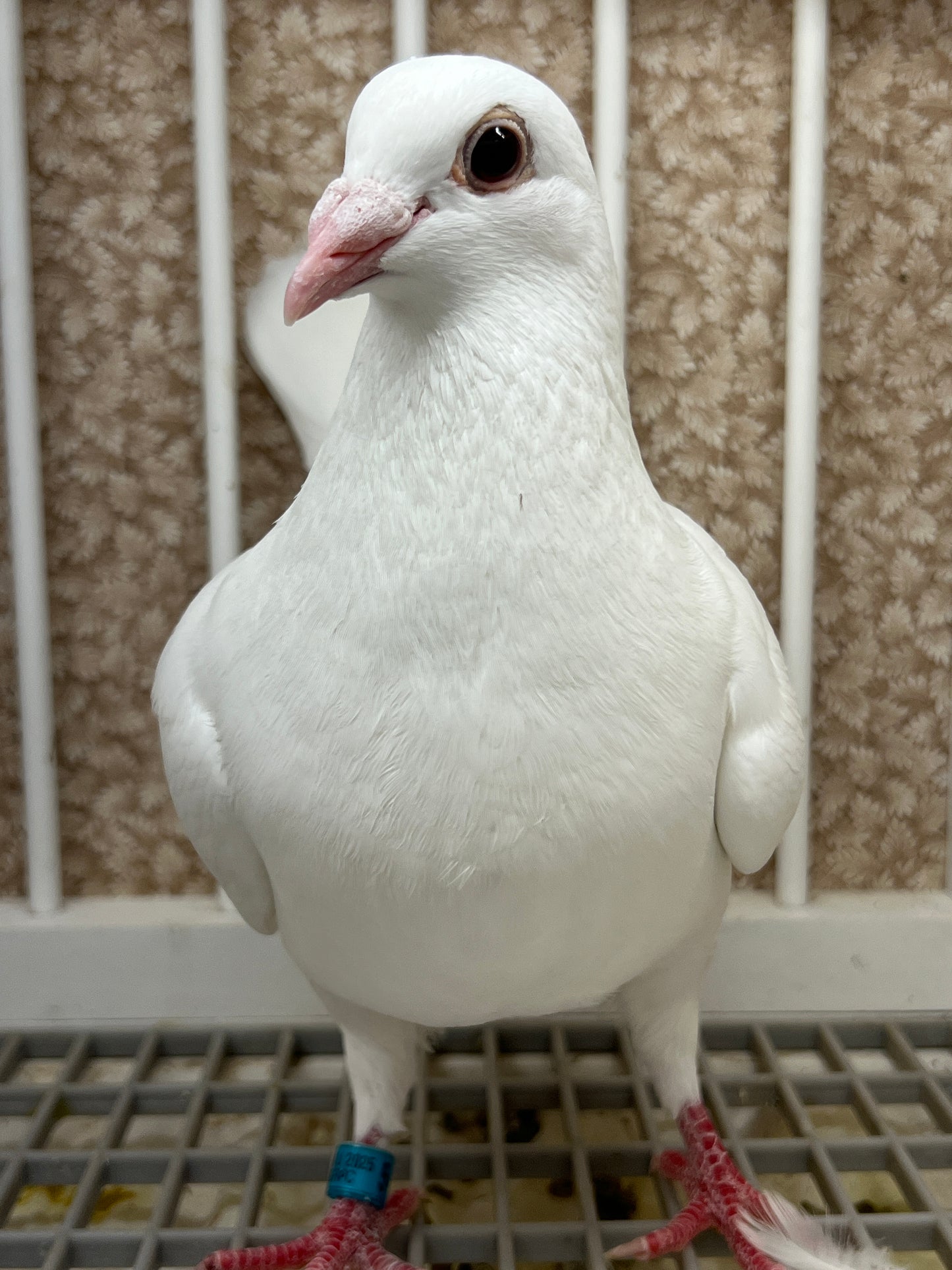 2025 Rocky Ridge White Pigeon "GRPC 5460”