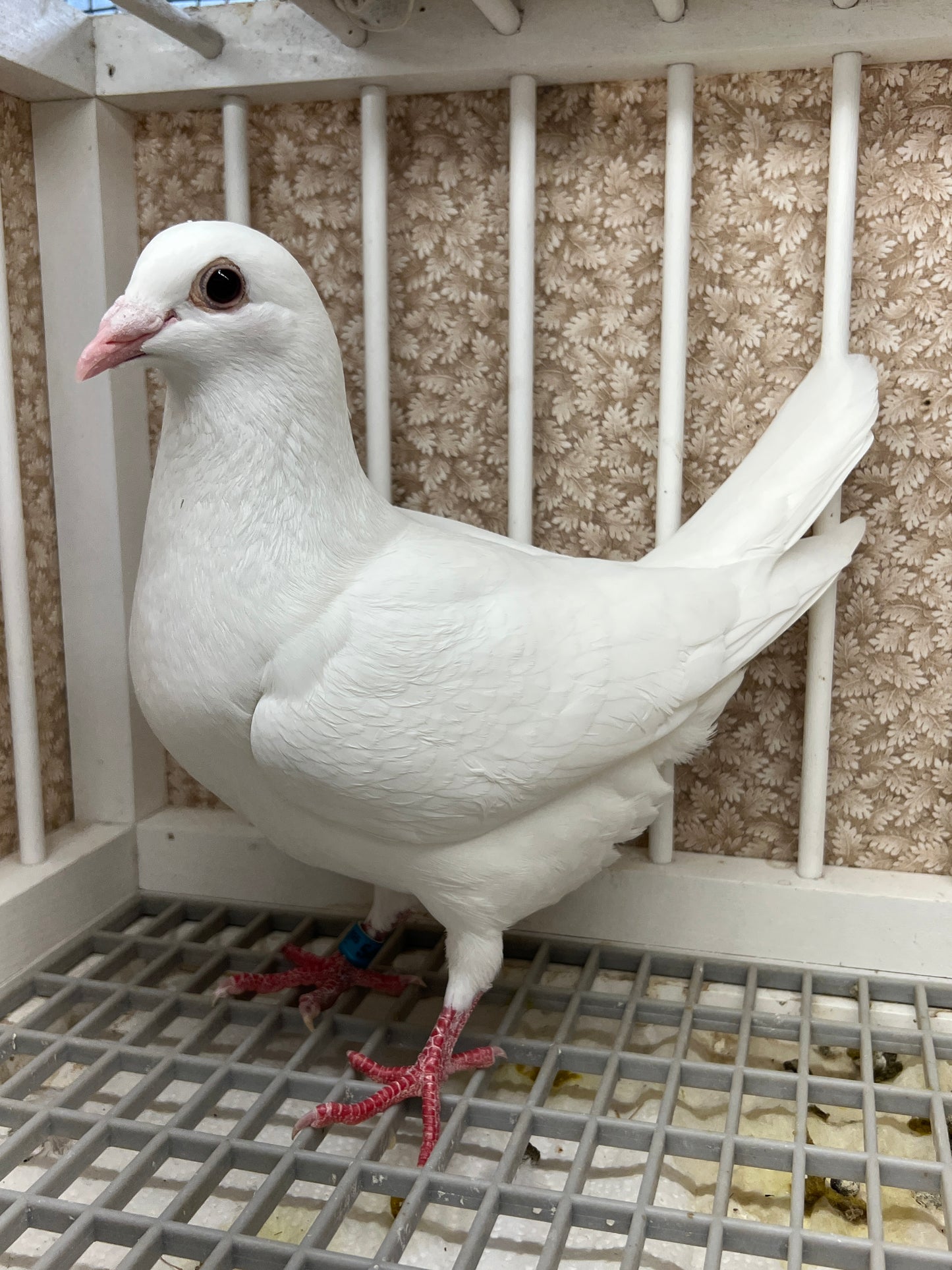 2025 Rocky Ridge White Pigeon "GRPC 5460”