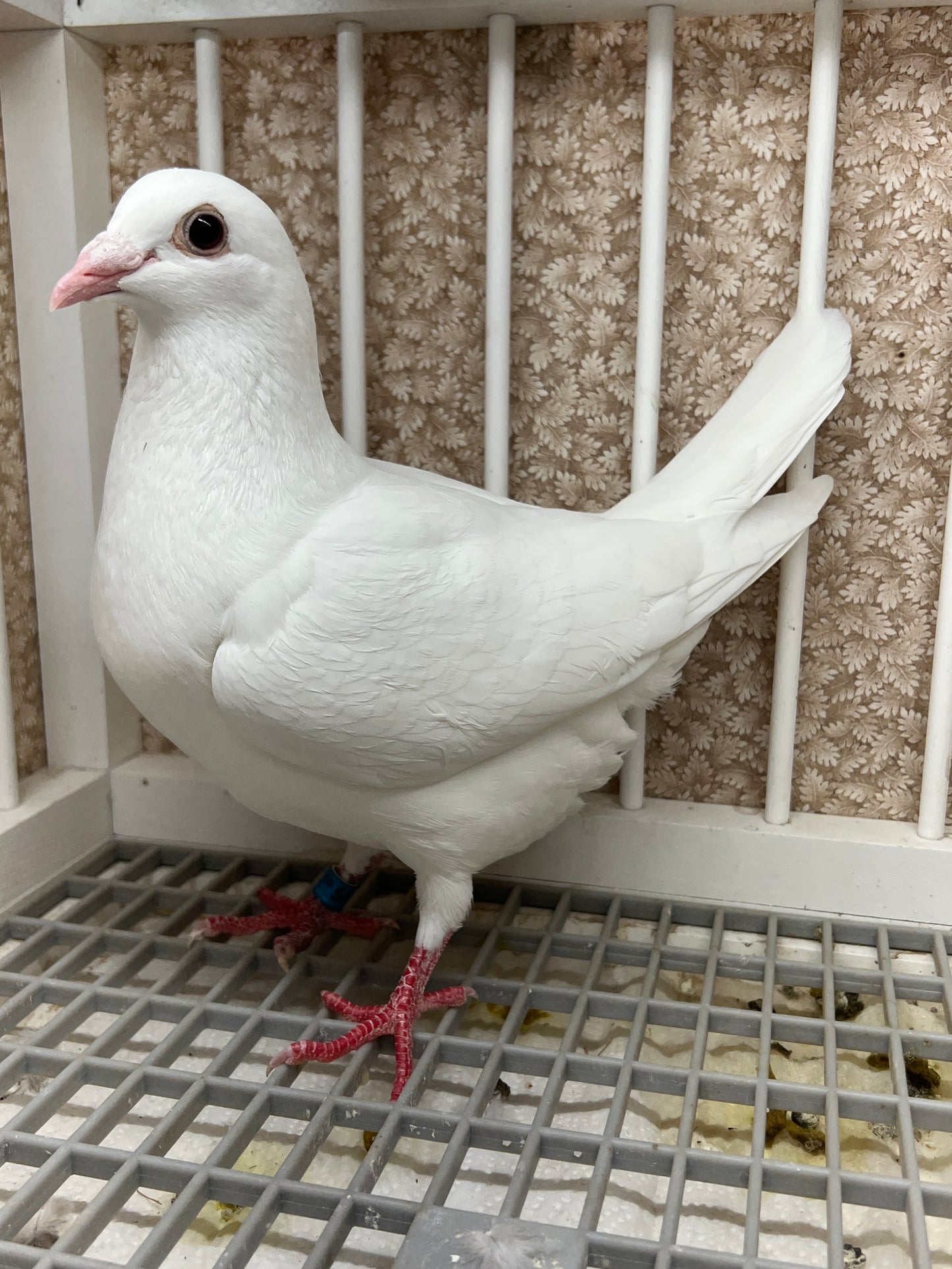 2025 Rocky Ridge White Pigeon "GRPC 5460”