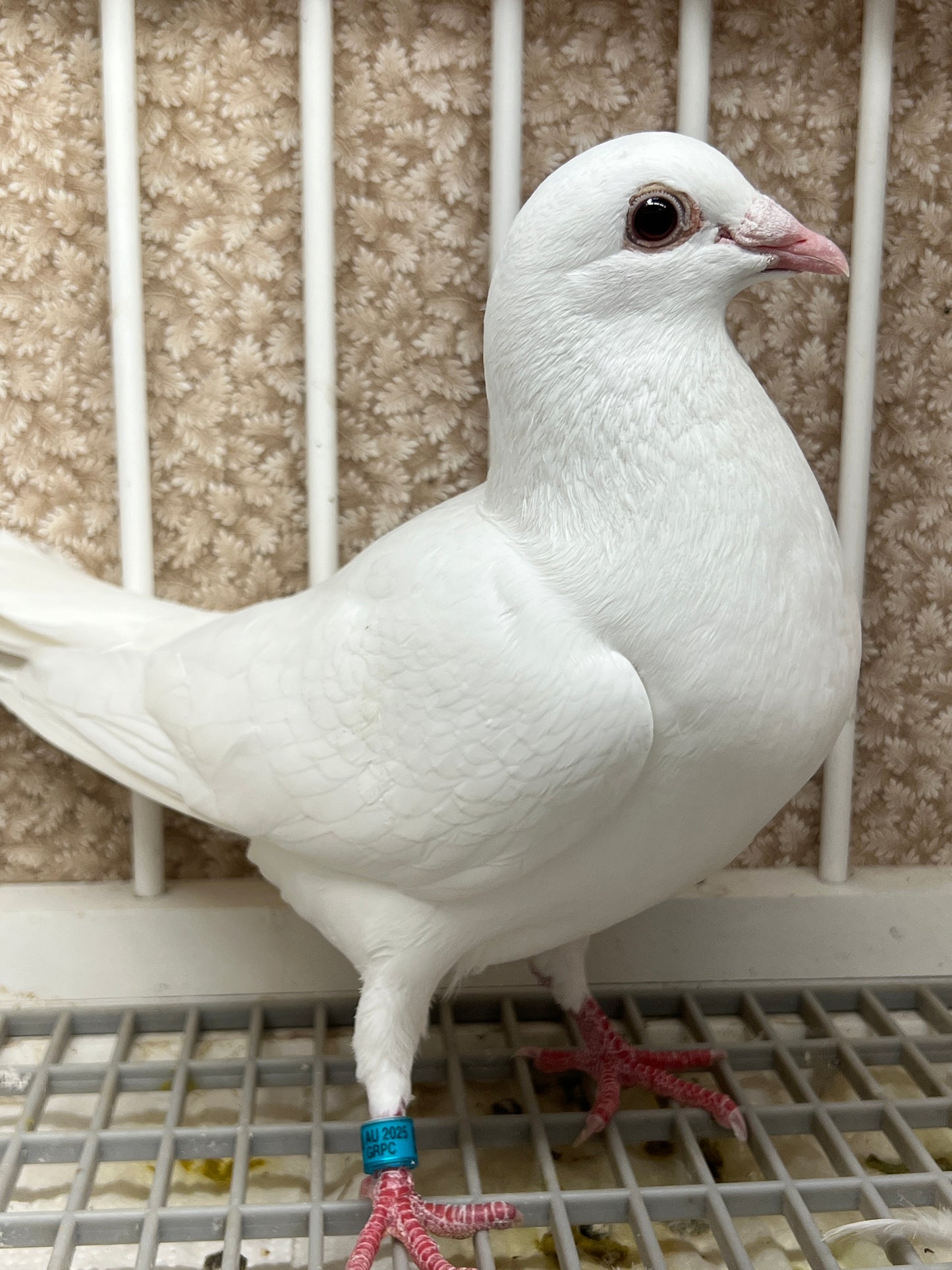 2025 Rocky Ridge White Pigeon "GRPC 5460”